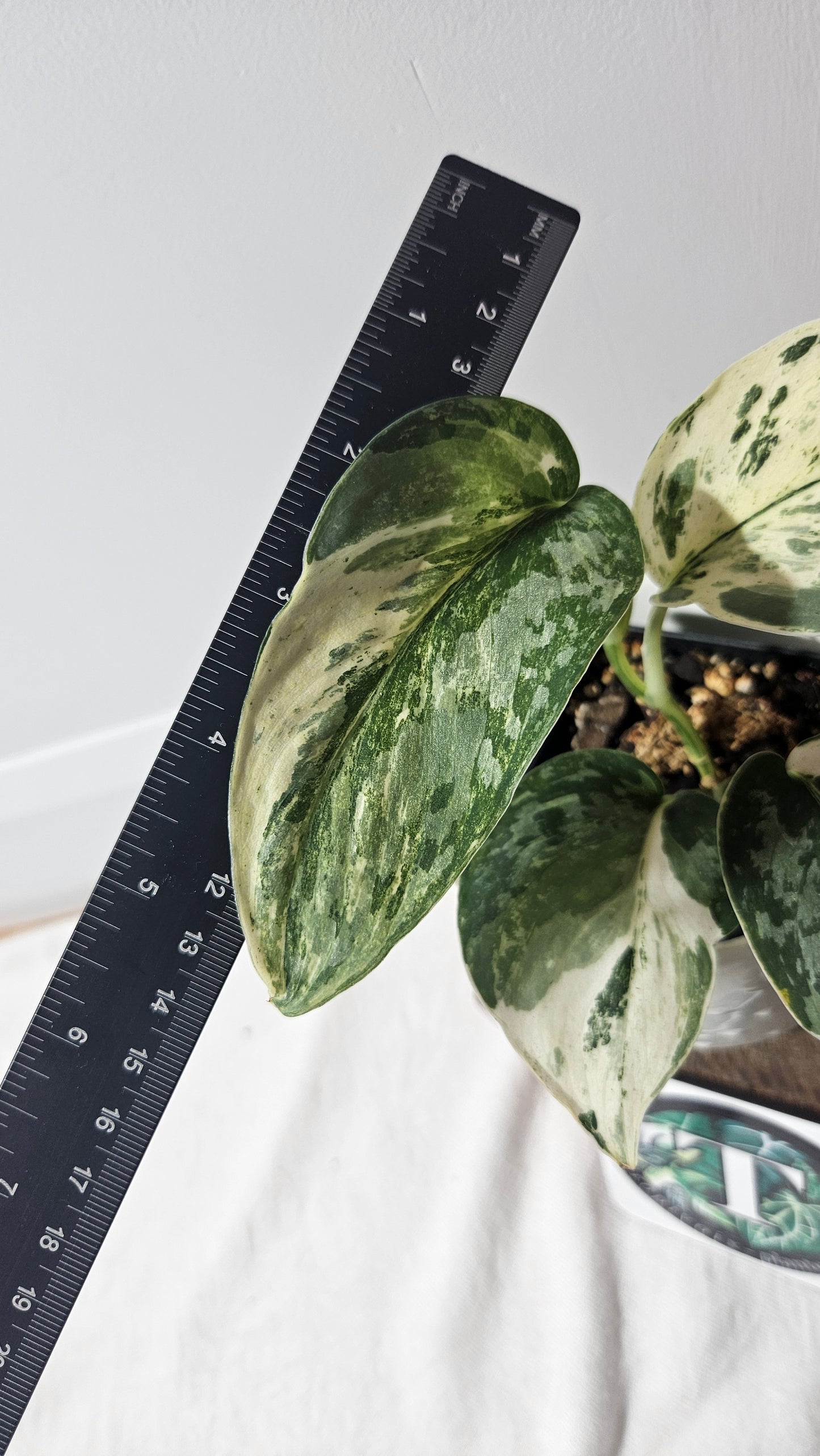 Scindapsus Exotica Salaka Variegata (SCI-960)