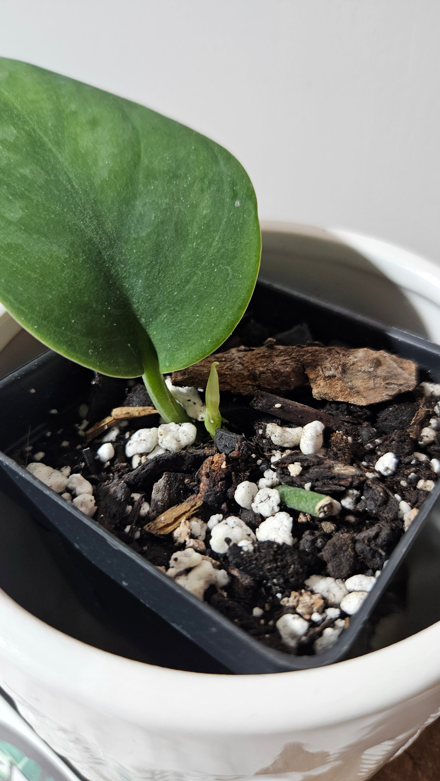 Scindapsus Blurik (SCI-1293)