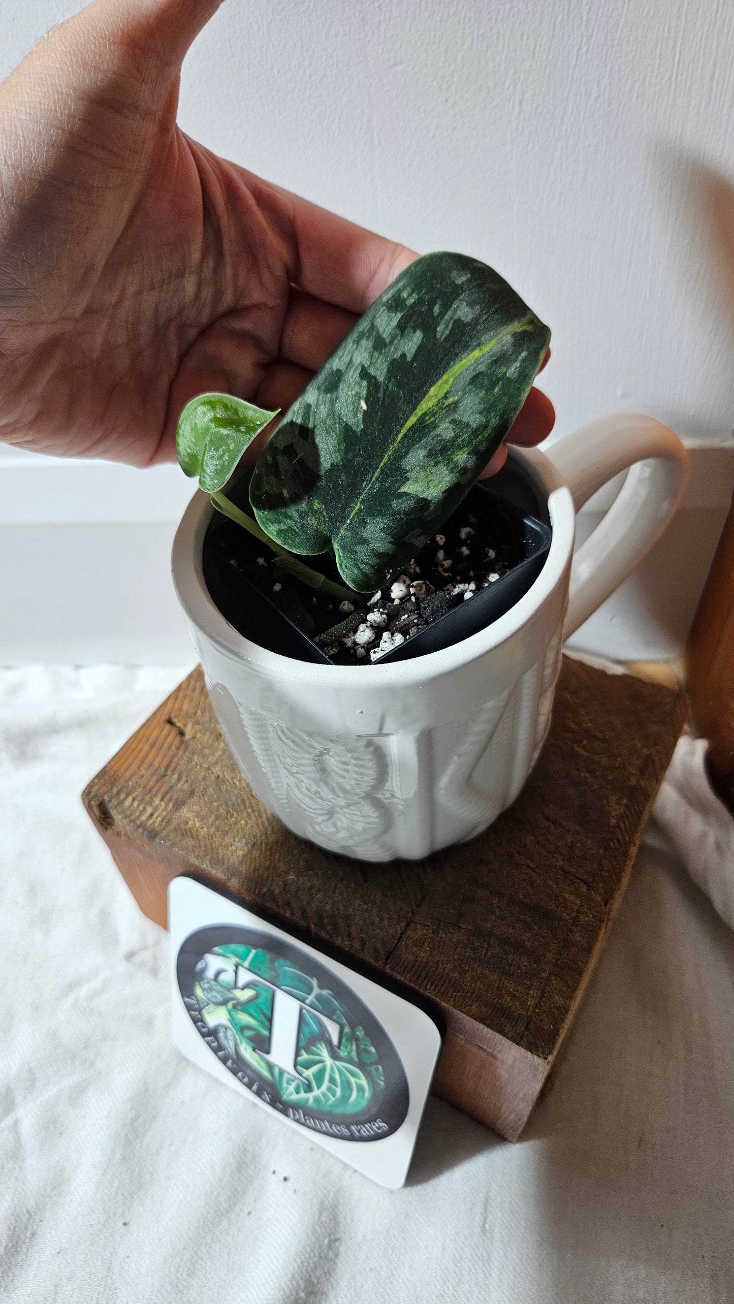 Scindapsus Green Diamond (SCI-1305)