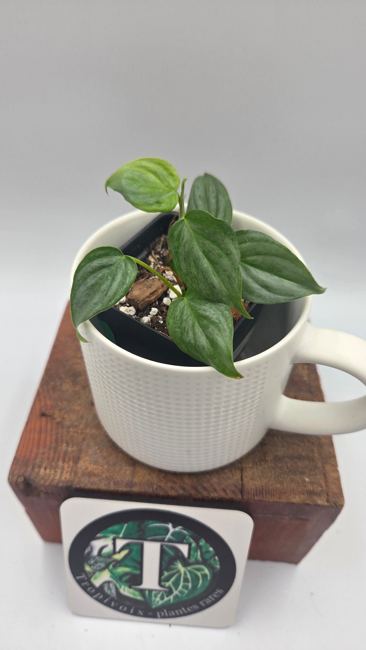 Philodendron Majestic (PHI-1082)