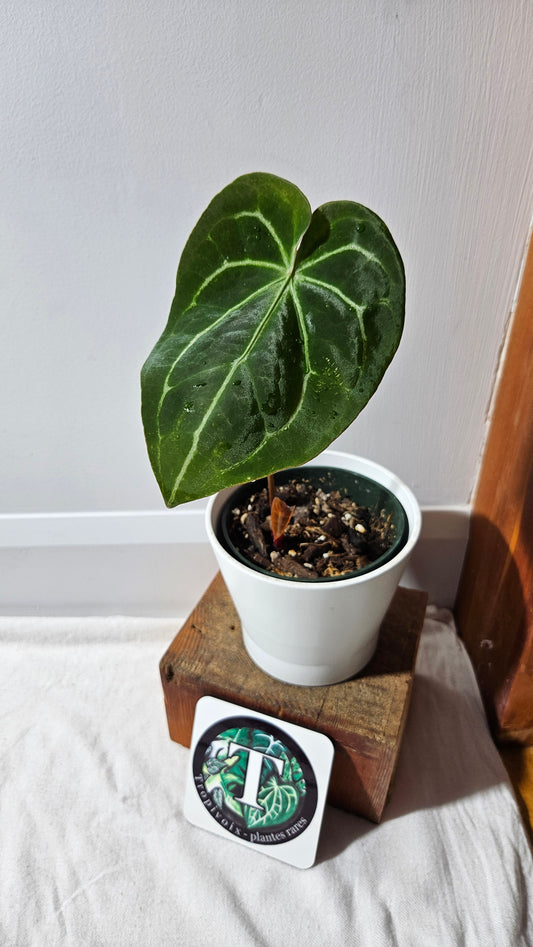 Anthurium Domino Hybrid "format MOYEN" (ANT-543)