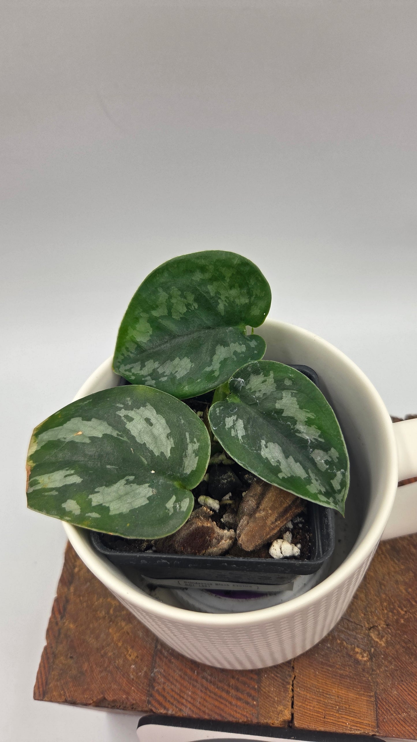 Scindapsus Black Exotica (SCI-1491)