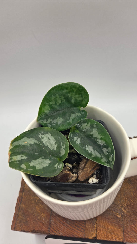 Scindapsus Black Exotica (SCI-1491)