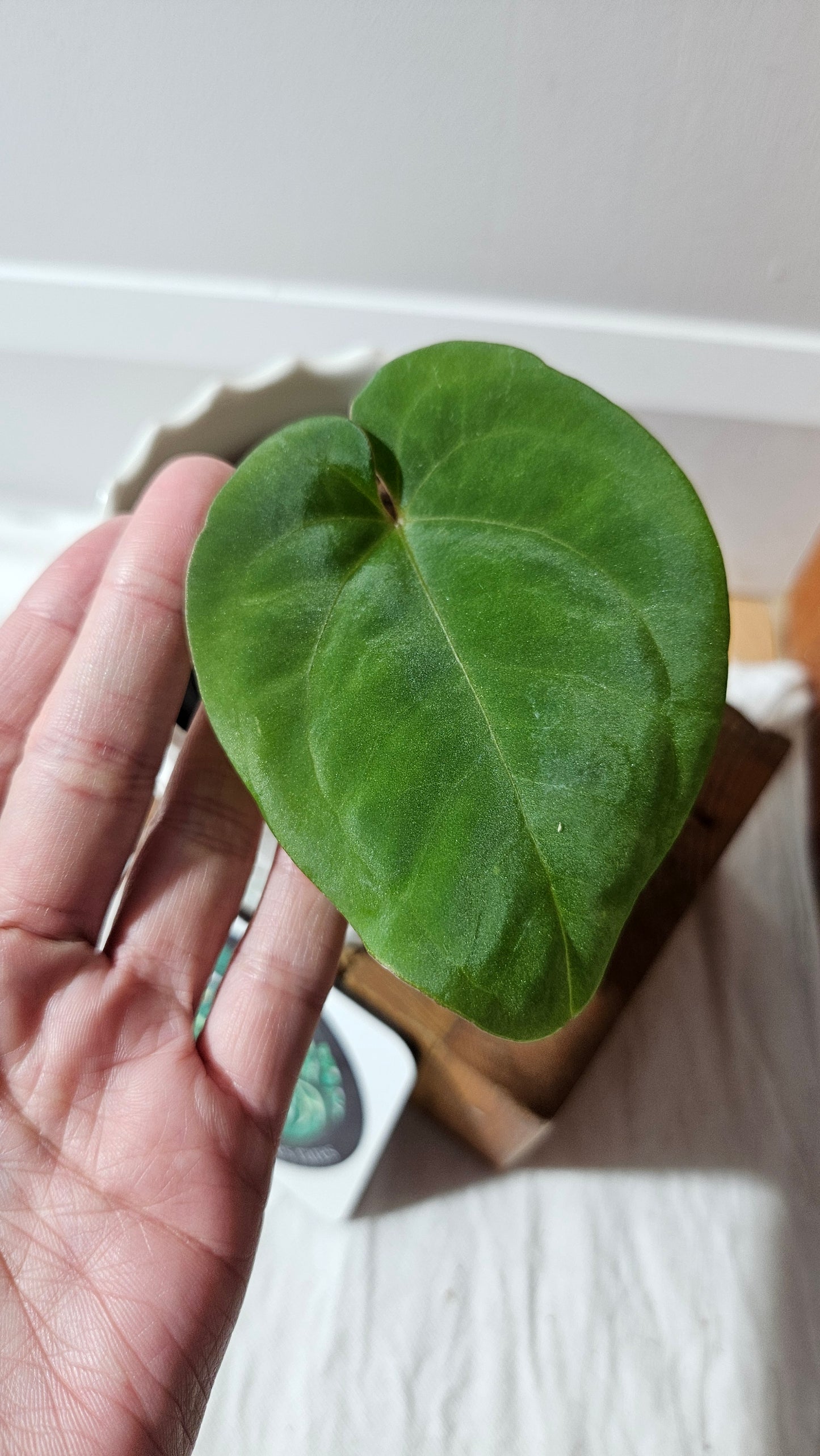 Anthurium Black Velvet Panama"format MOYEN" (ANT-619)