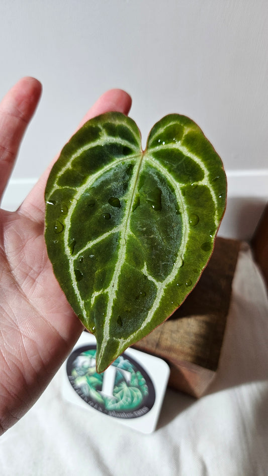 Anthurium Crystallinum (d'équateur) "format PETIT" (ANT-544)