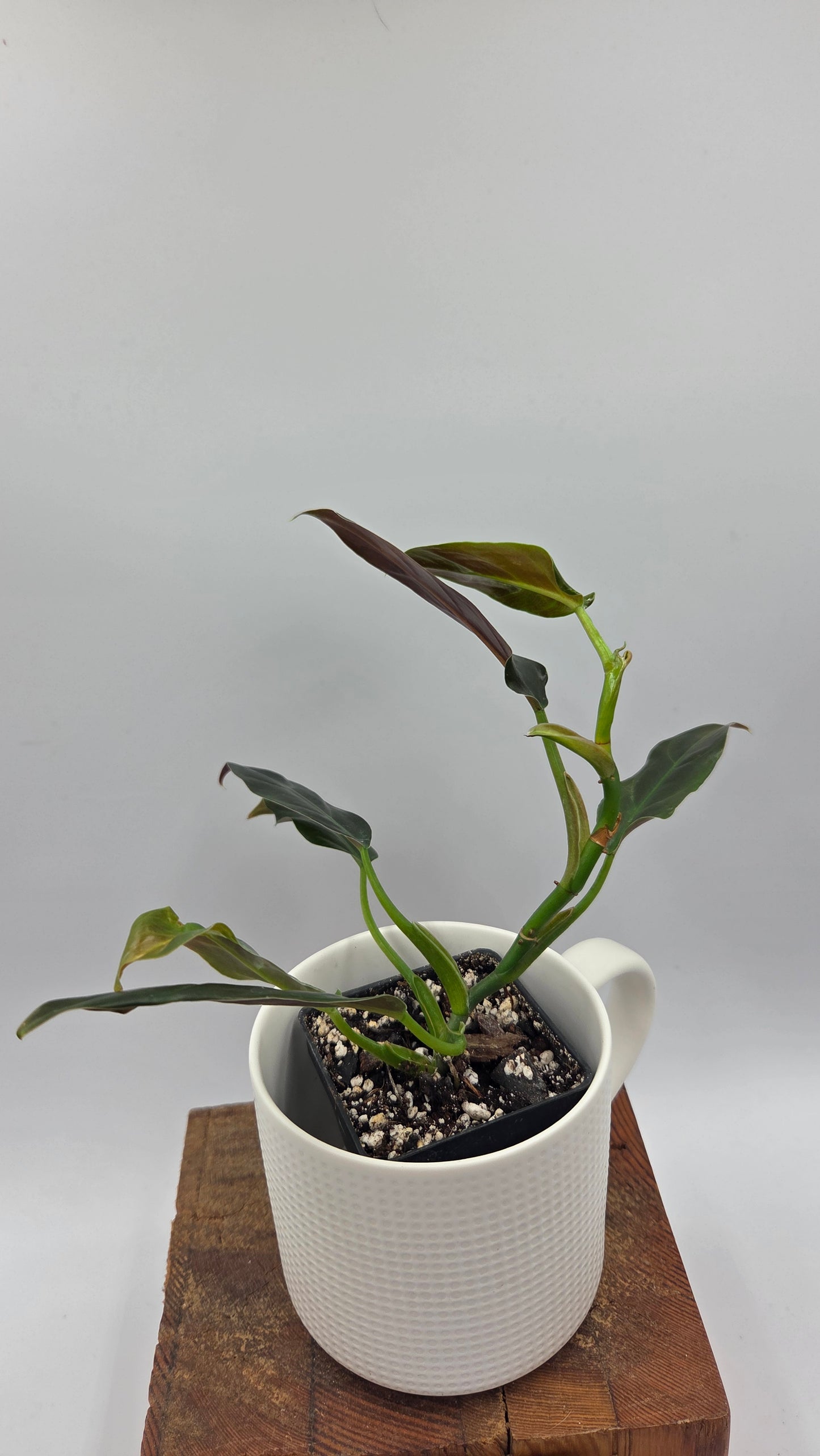 Philodendron Subhastatum Blood (PHI-1028)
