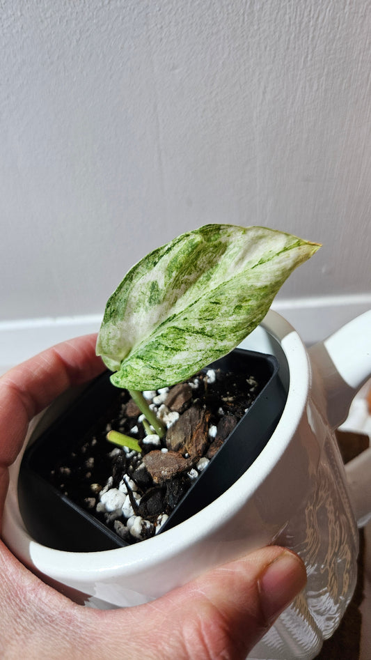 Scindapsus Perlas (SCI-1096)
