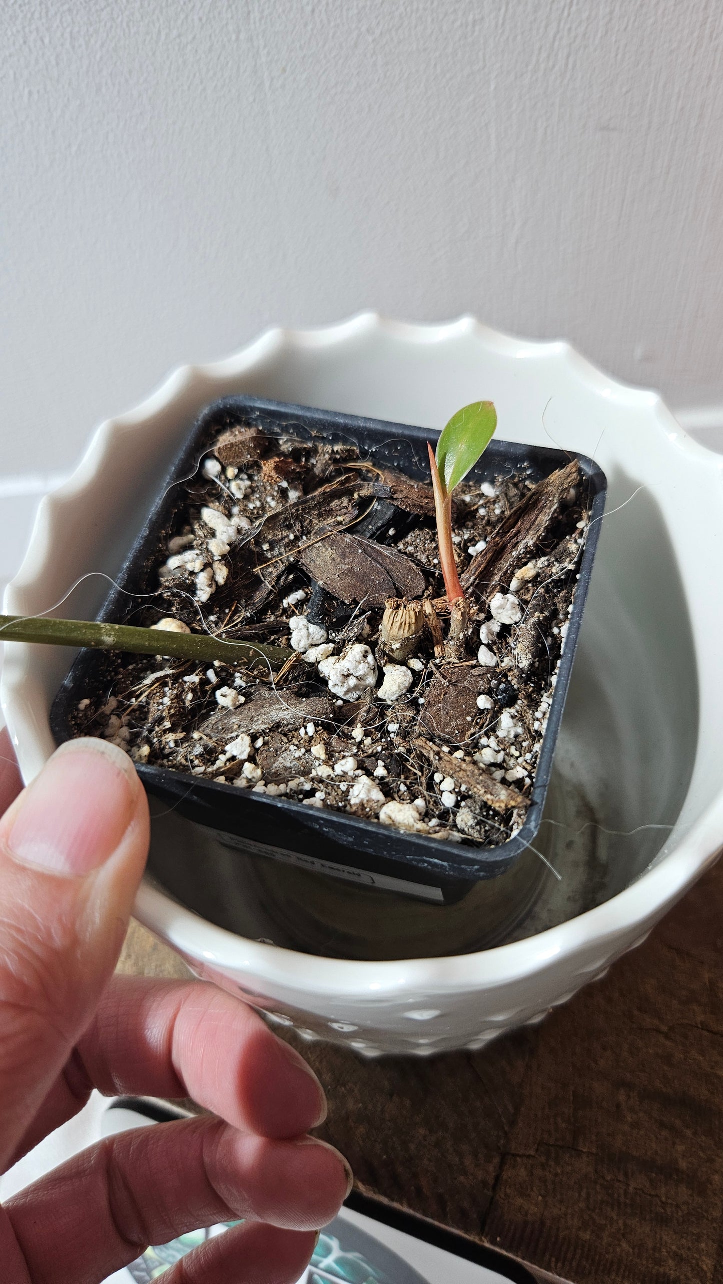 Philodendron Red Emerald (PHI-880)