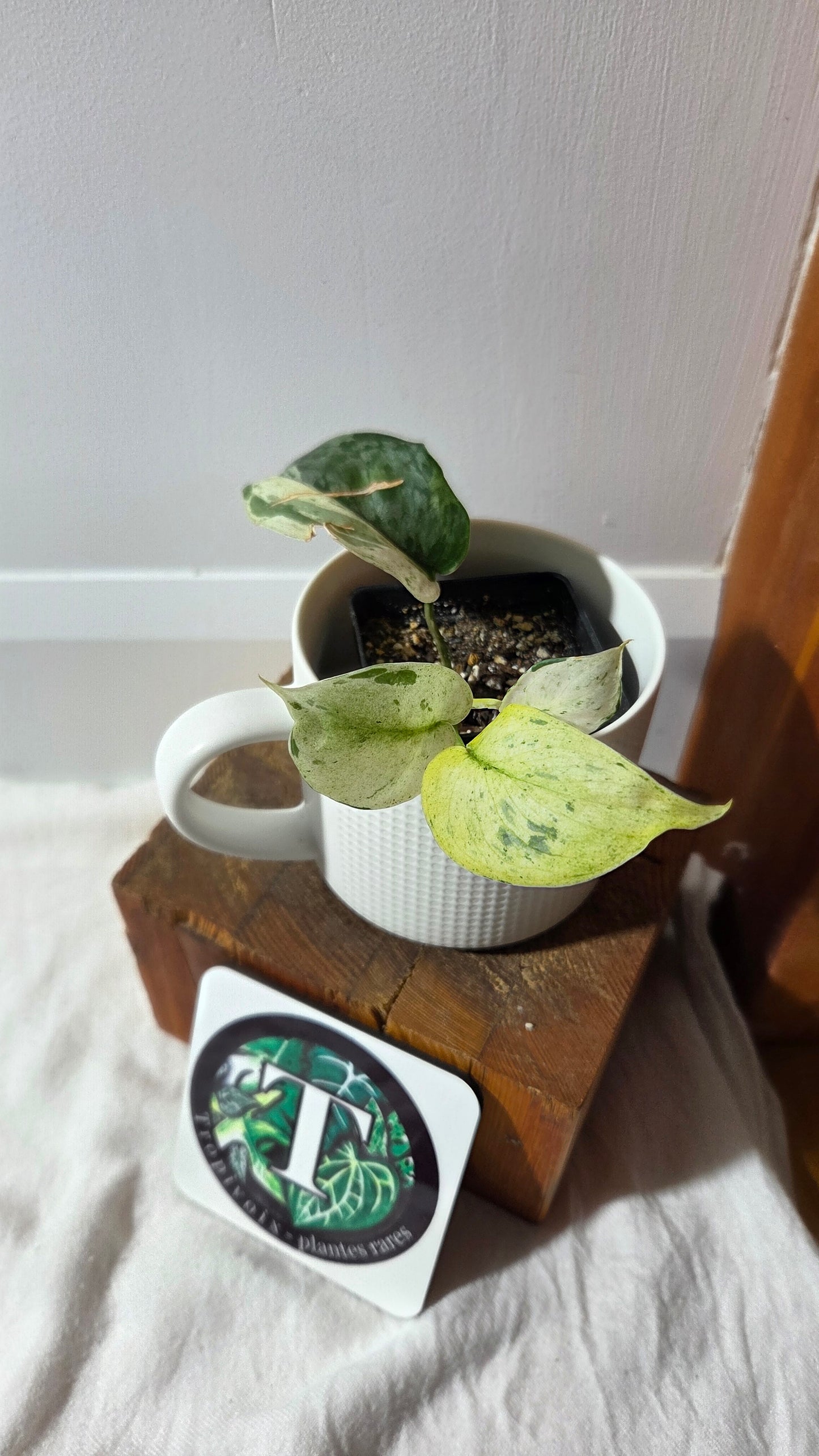 Scindapsus Salamount (SCI-1355)