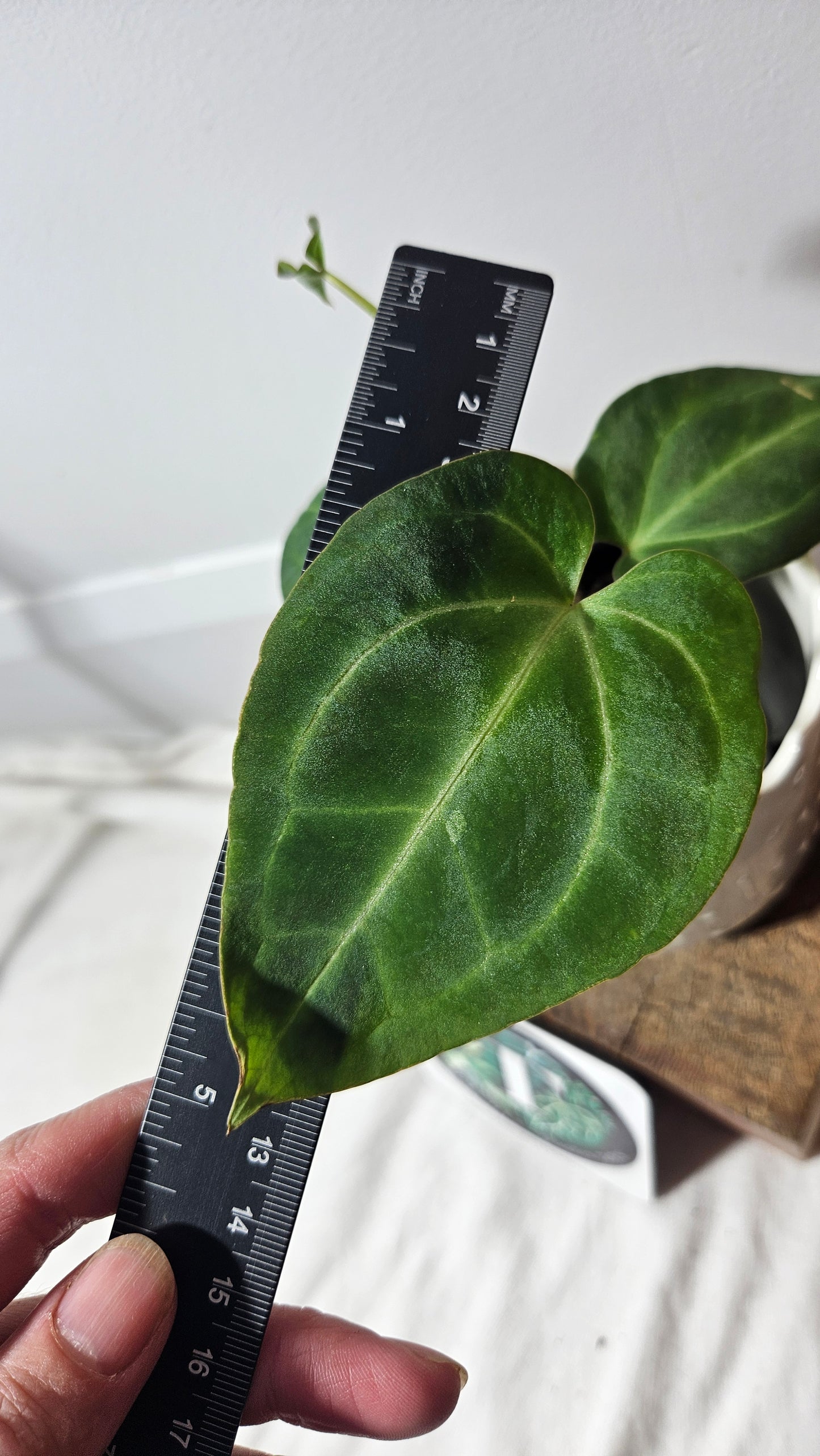 Anthurium Besseae Aff "Format PETIT/MOYEN" (ANT-208)