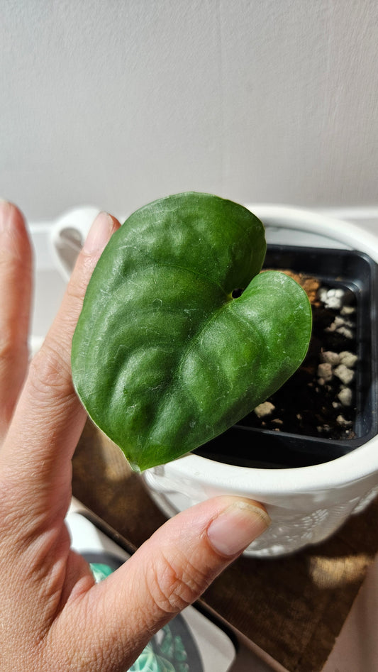Scindapsus Lucens (SCI-1176)
