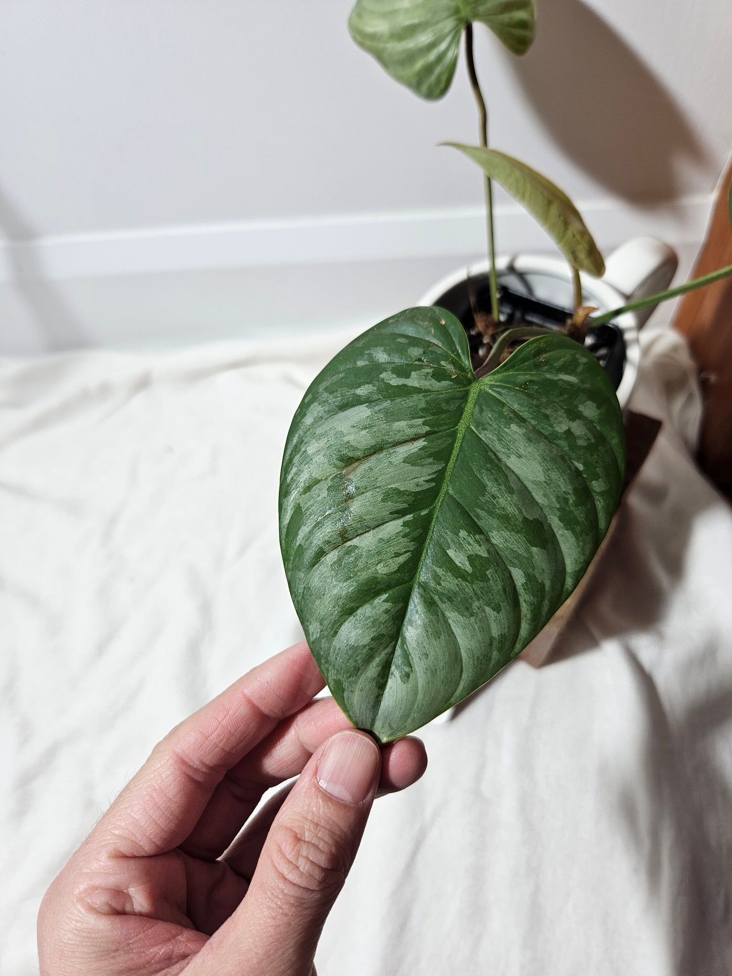 Philodendron Sodiroi (PHI-443)