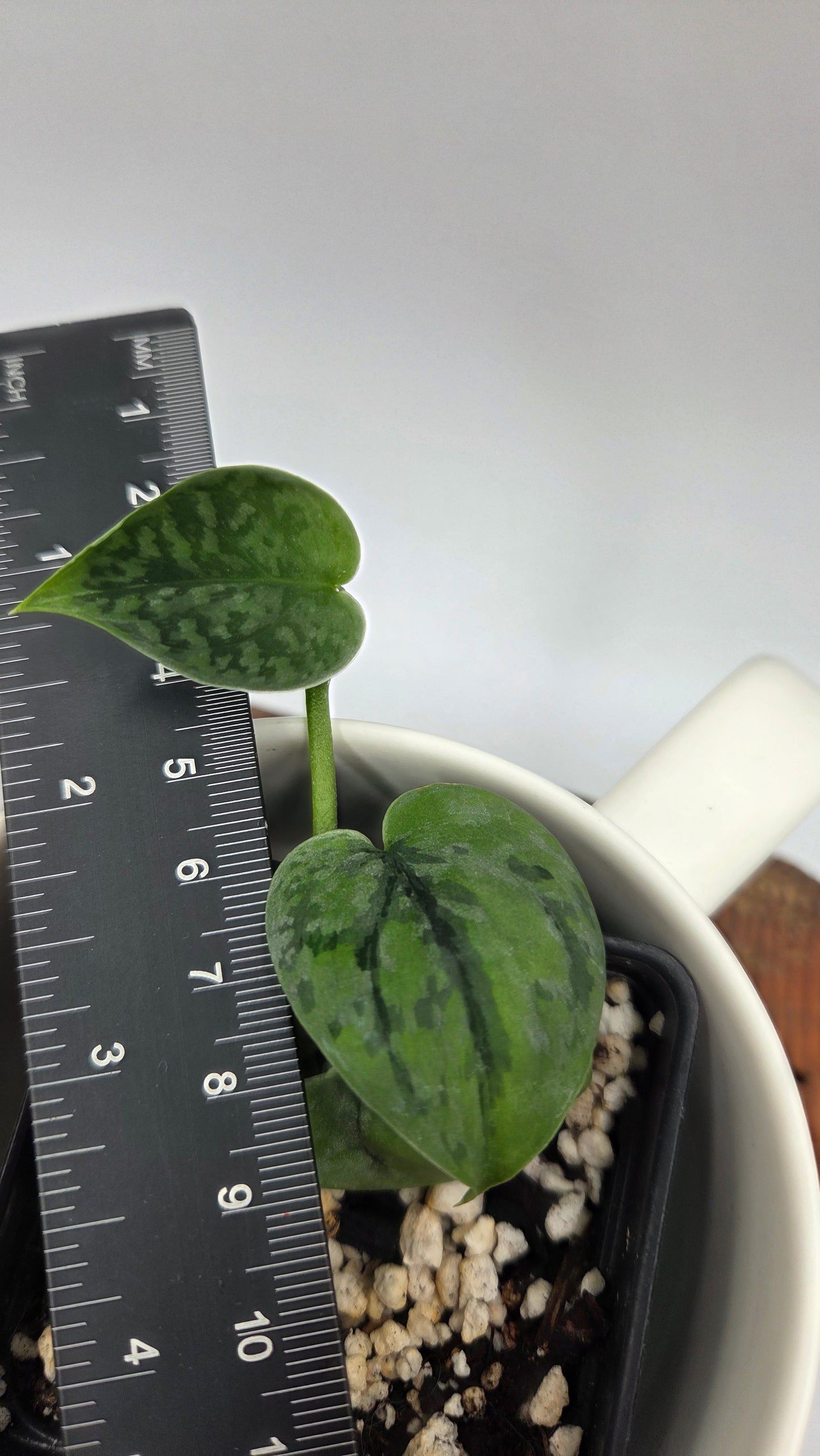 Scindapsus Snow Flakes (SCI-869)