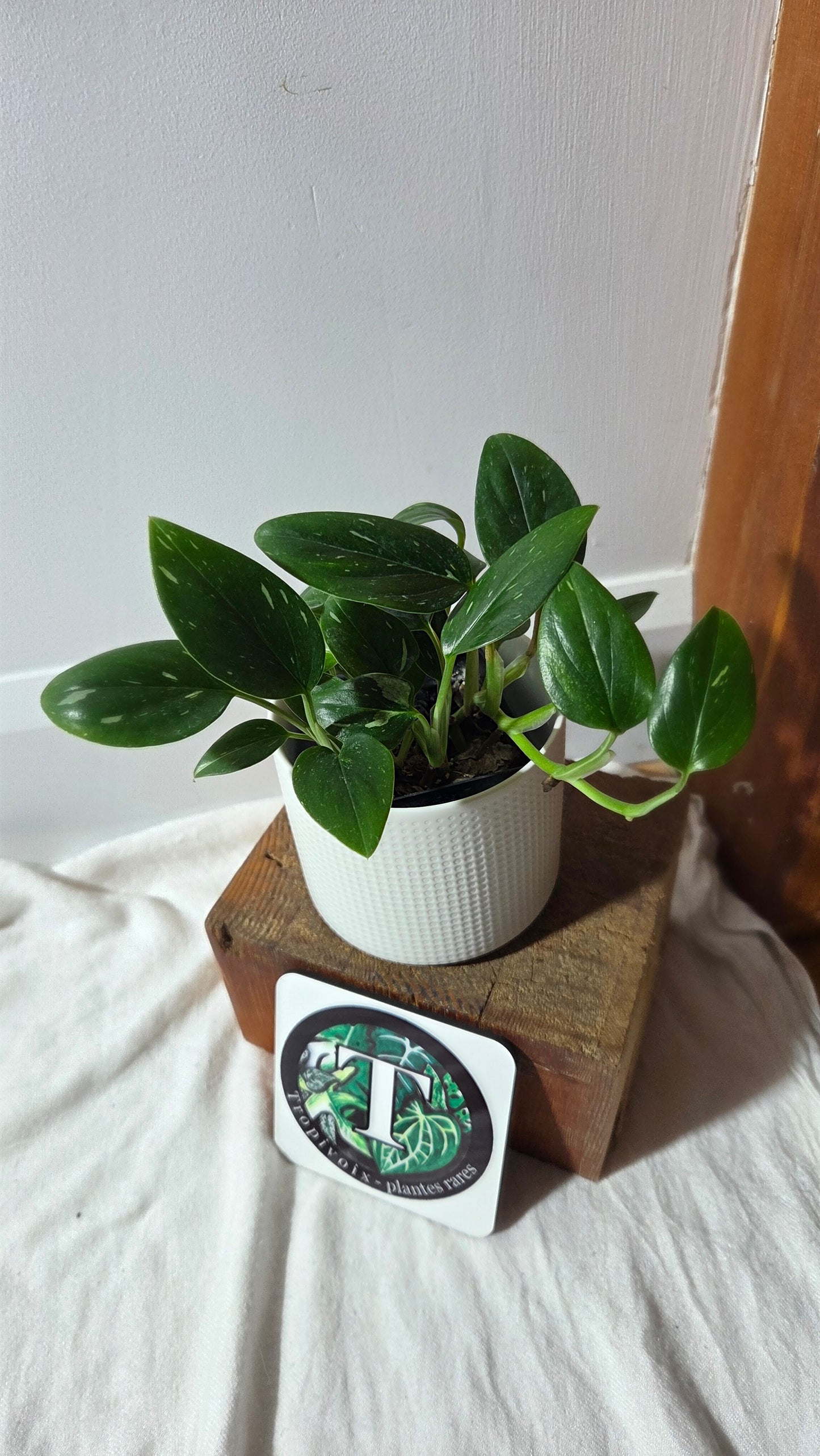 Monstera Standleyana Albo (MON-212)