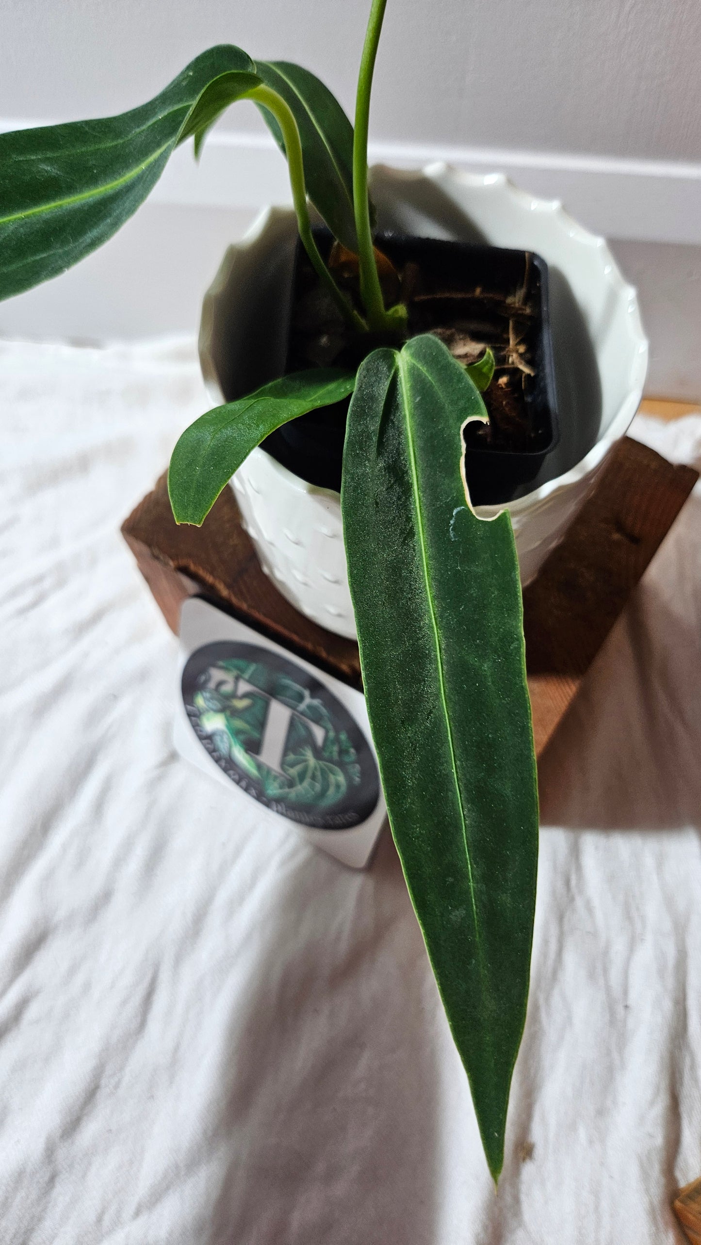 Anthurium Warocqueanum Dark "format MOYEN"(ANT-604)