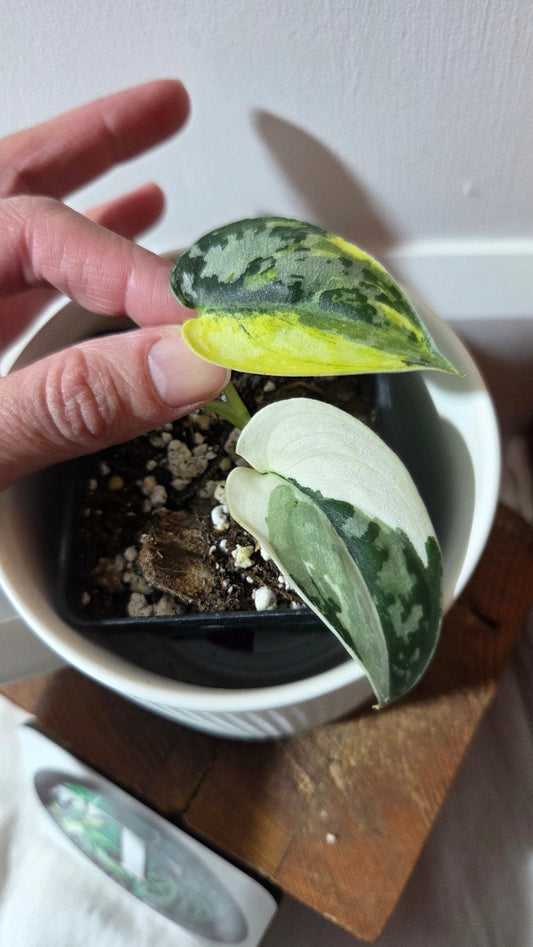 Scindapsus Mayari (SCI-1356)