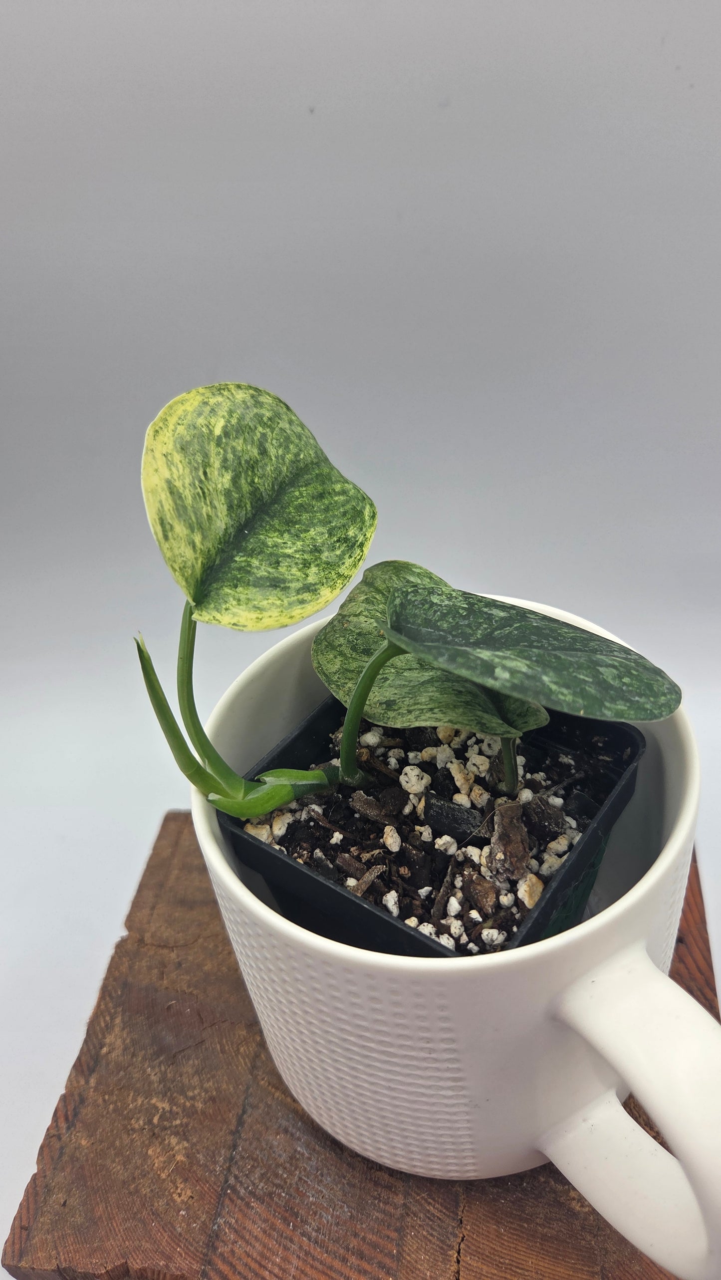 Scindapsus Silver Satin albo (SCI-1373)