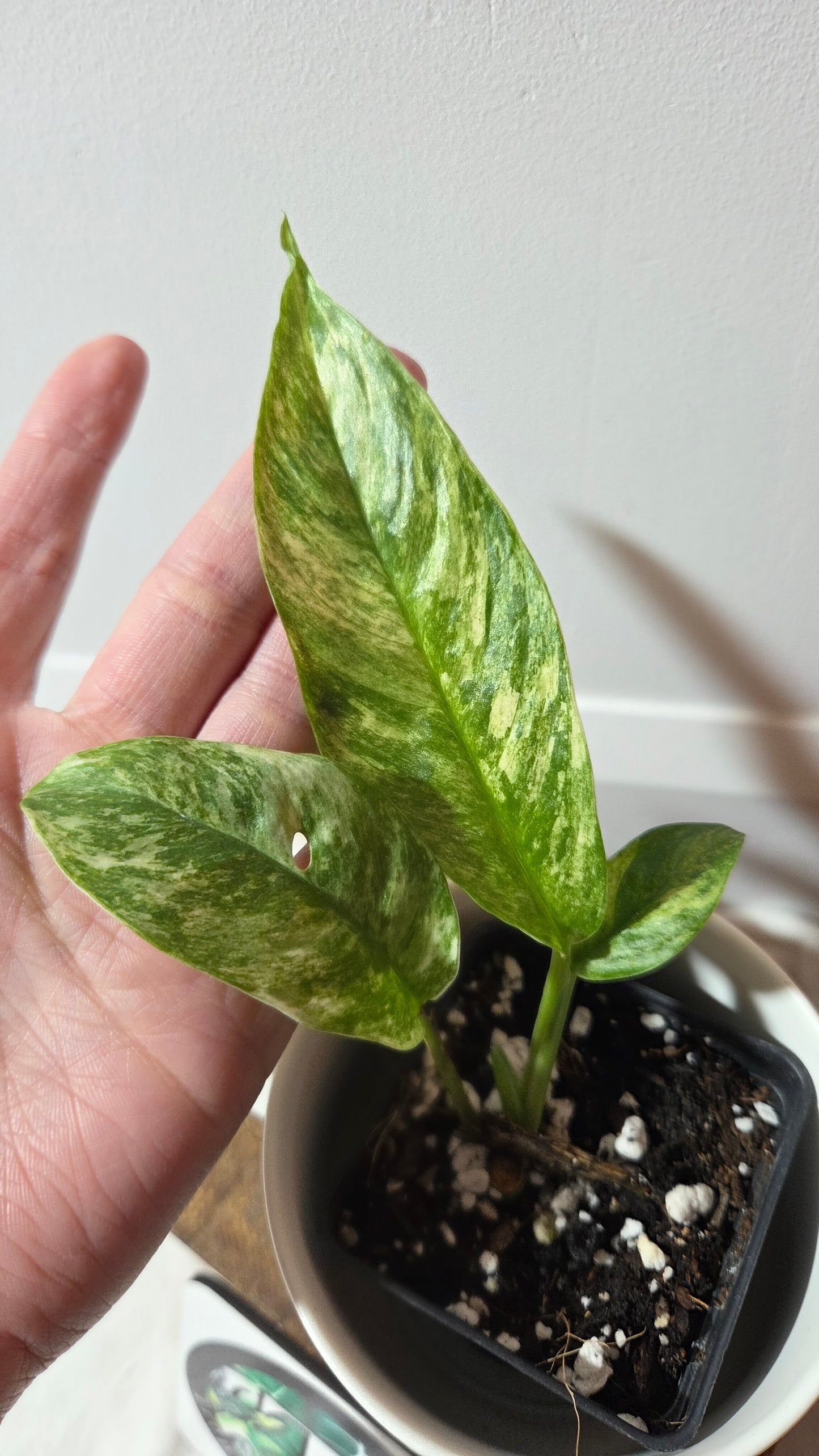 Rhaphidophora Masuwa Variegata (AUT-091)