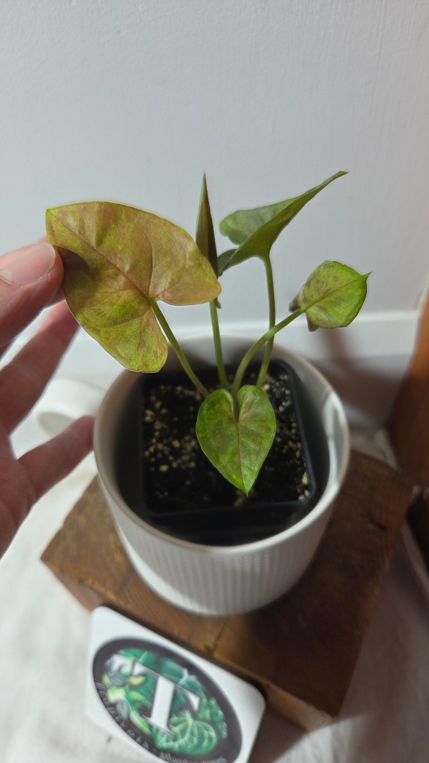 Syngonium Matcha Sprinkle (SYN-485)