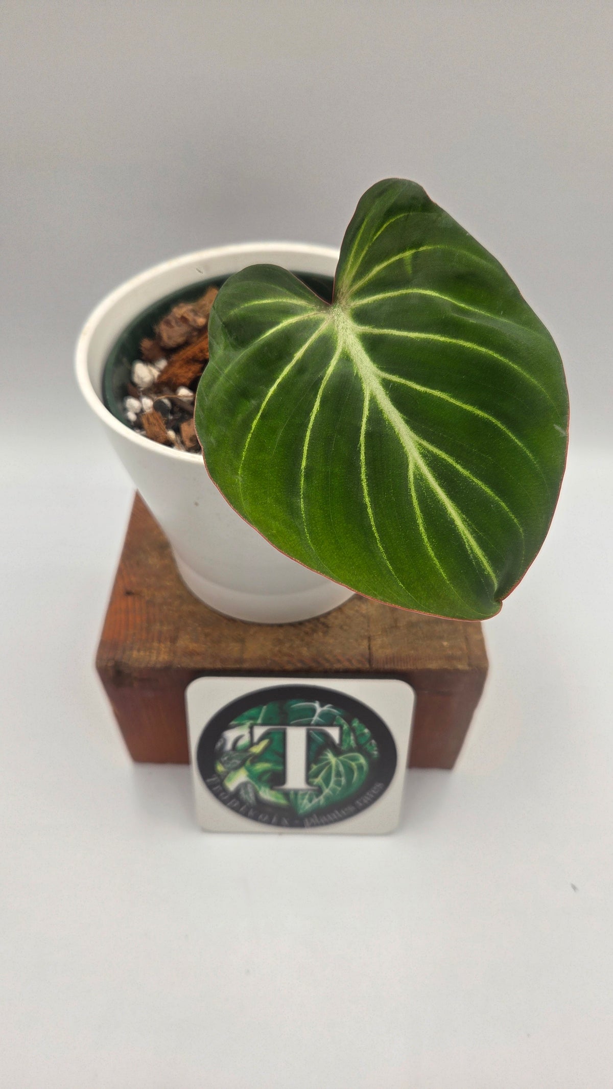 Philodendron Gloriosum Radiante (PHI-1094)