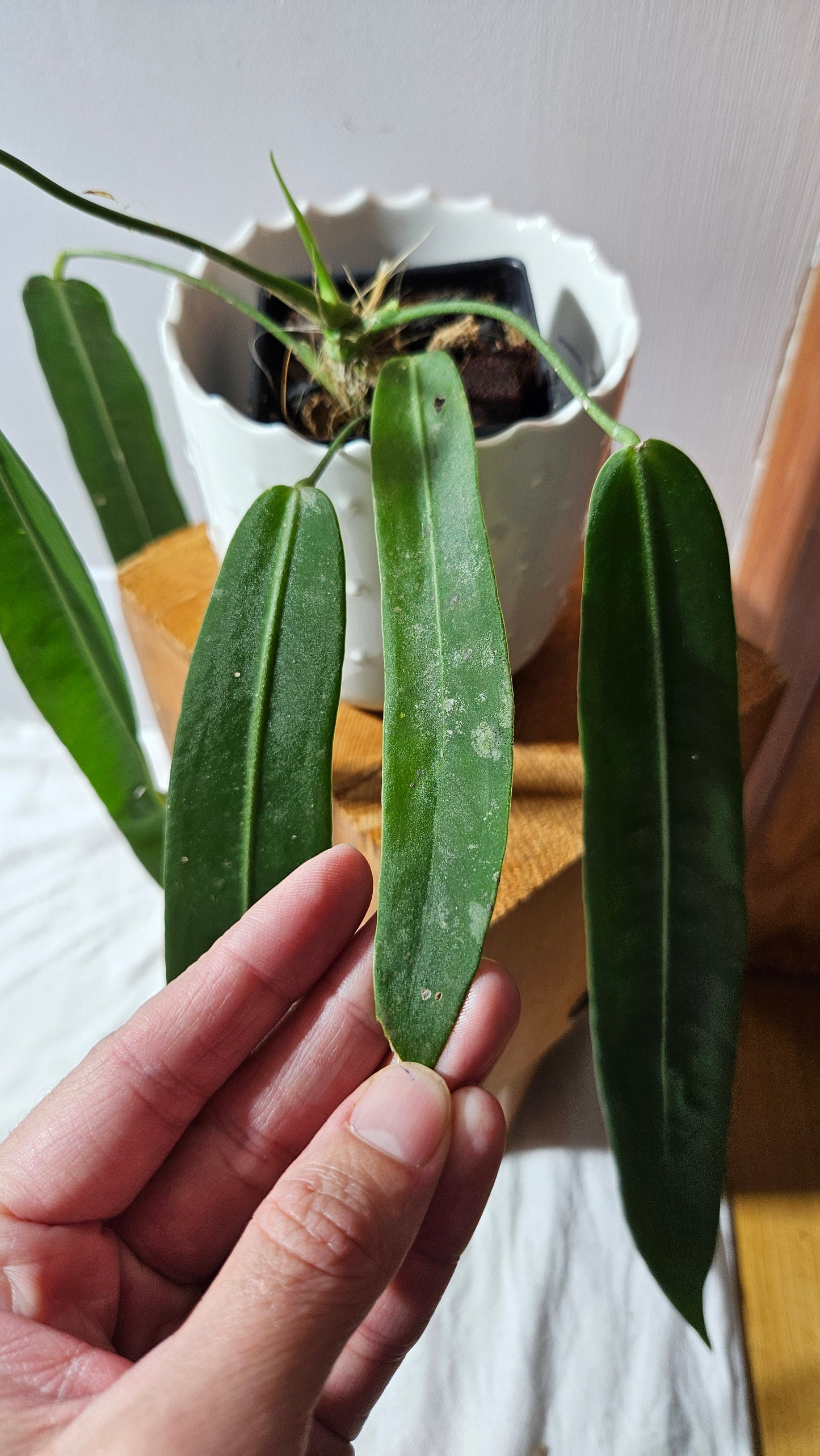 Anthurium Pallidiflorum "format MOYEN/LARGE"(ANT-600)