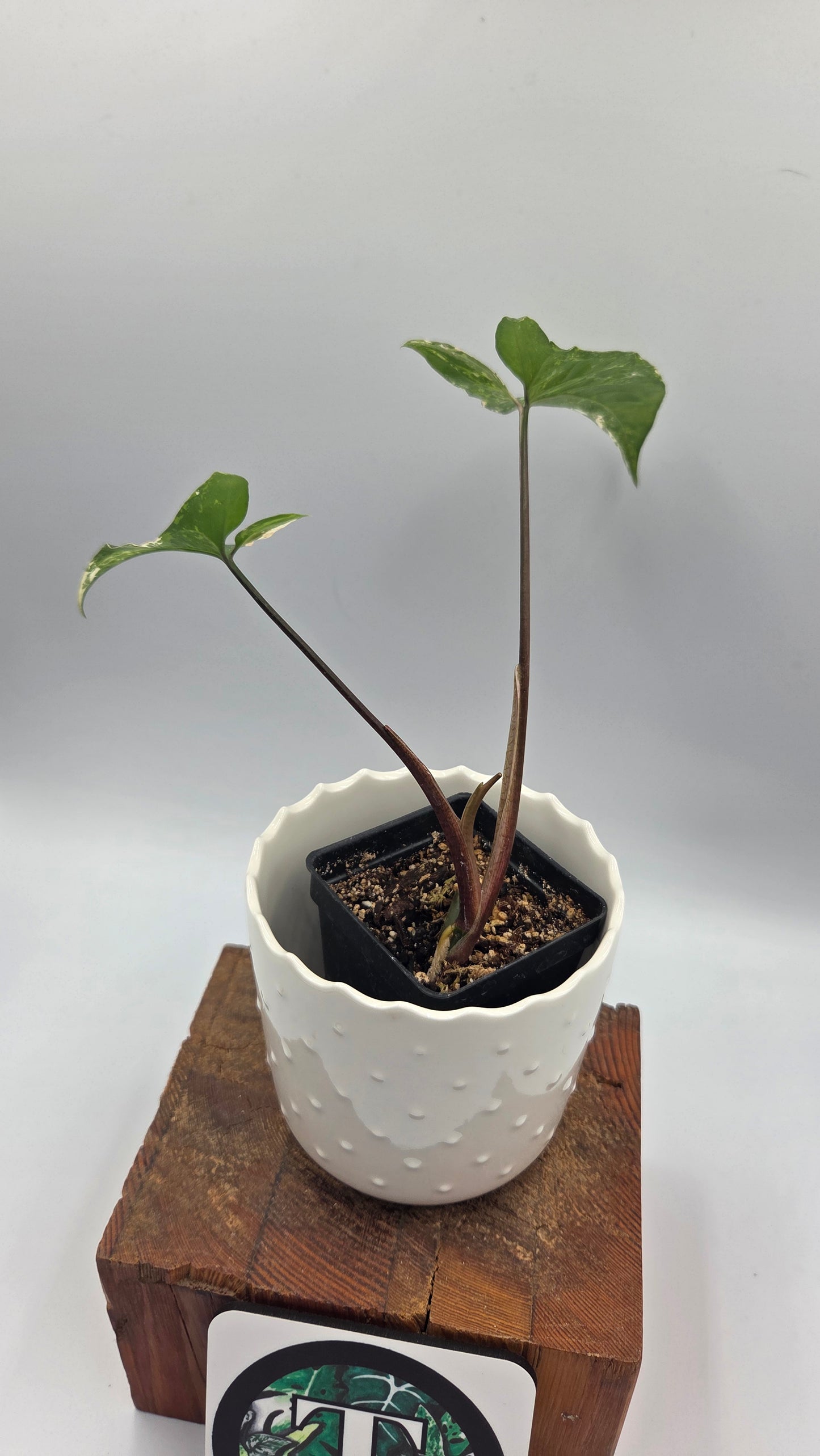 Syngonium Albo (SYN-497)
