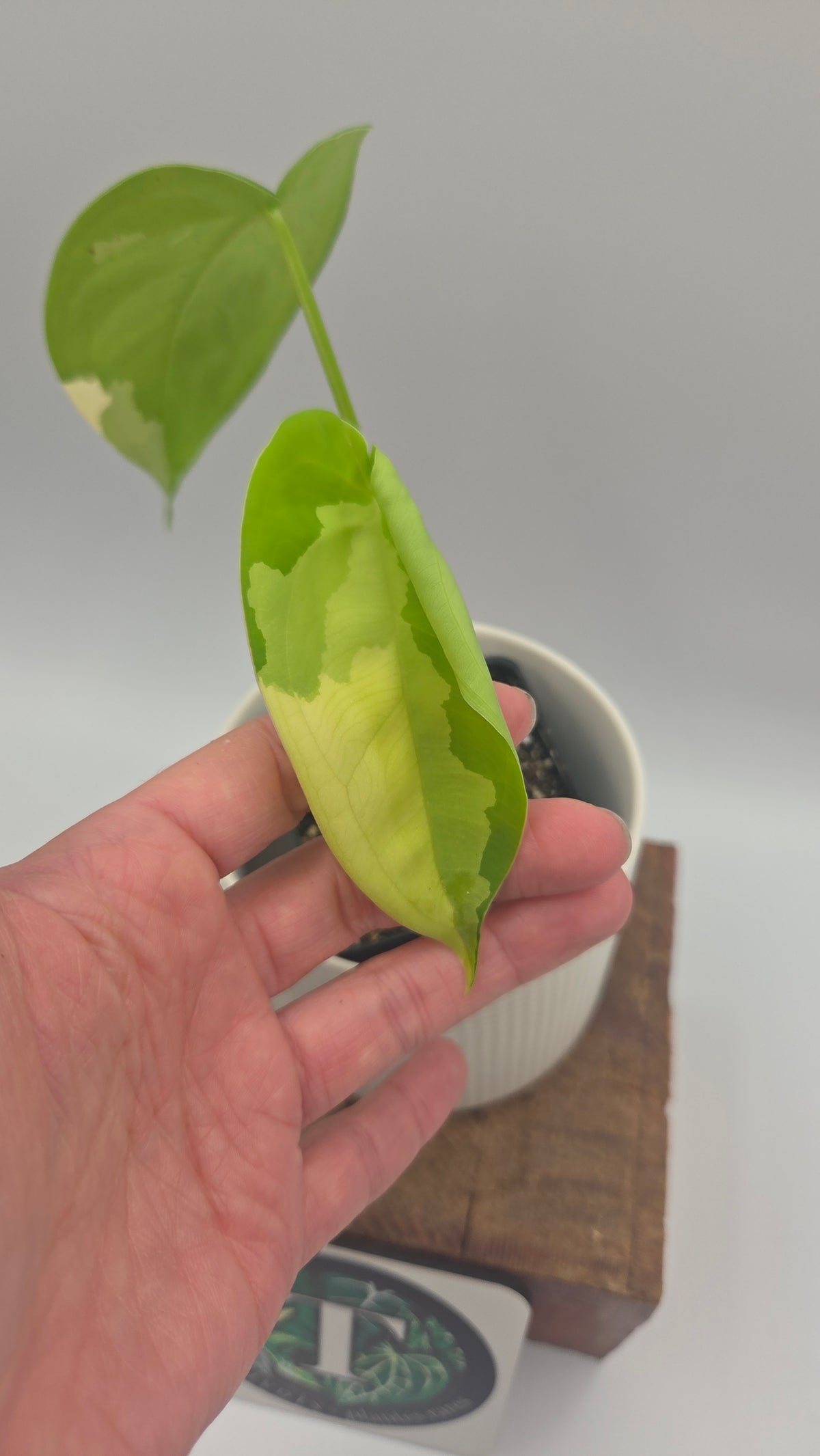 Syngonium Chiapense Albo (SYN-424)