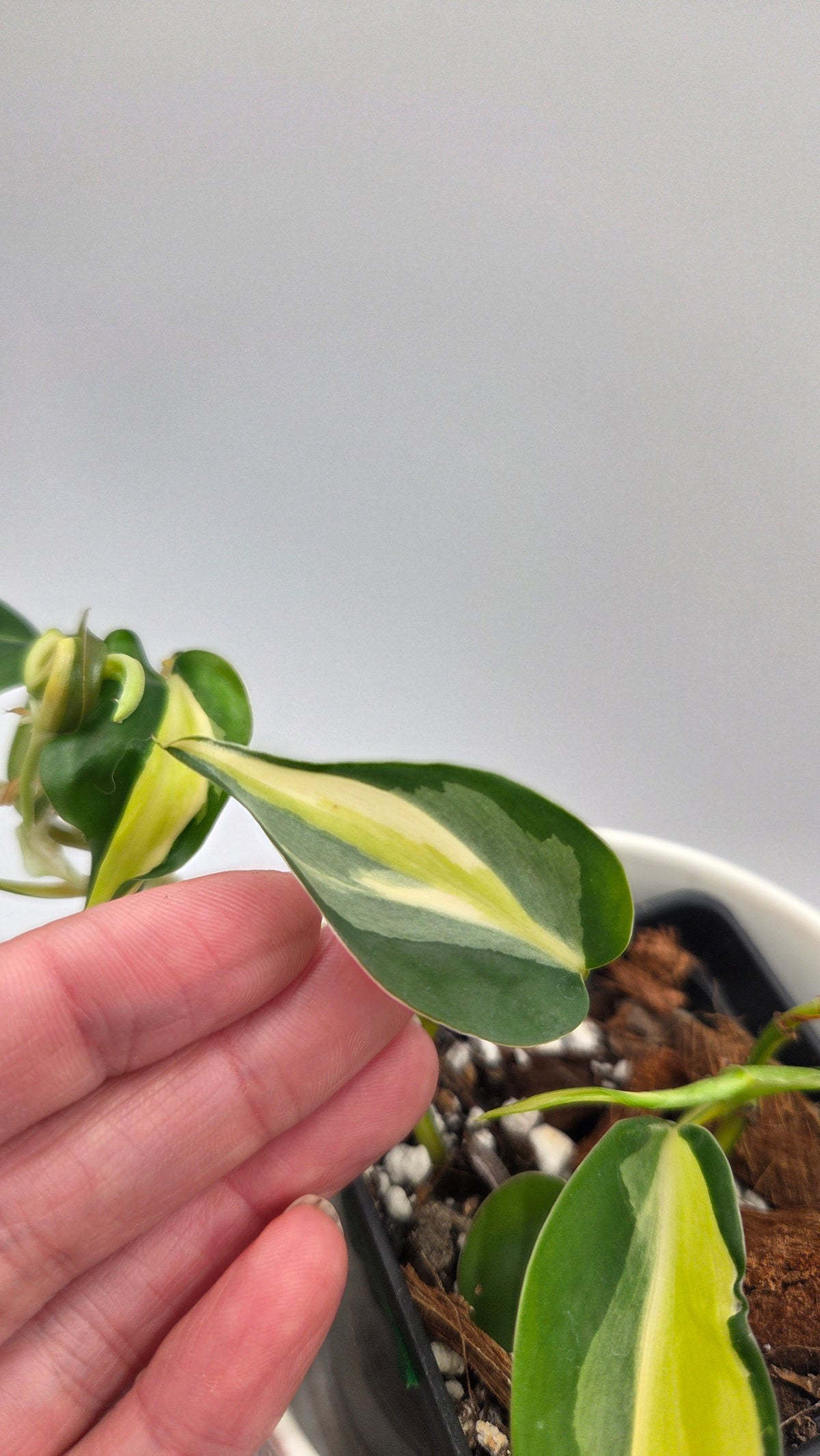 Philodendron Hederaceum Silver Stripe (PHI-1104)