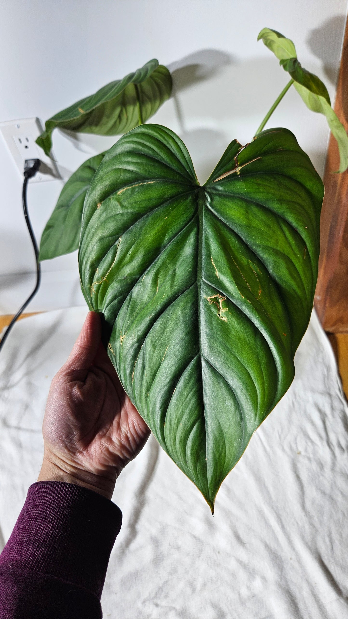 Philodendron Aff Colombia Black(PHI-638)