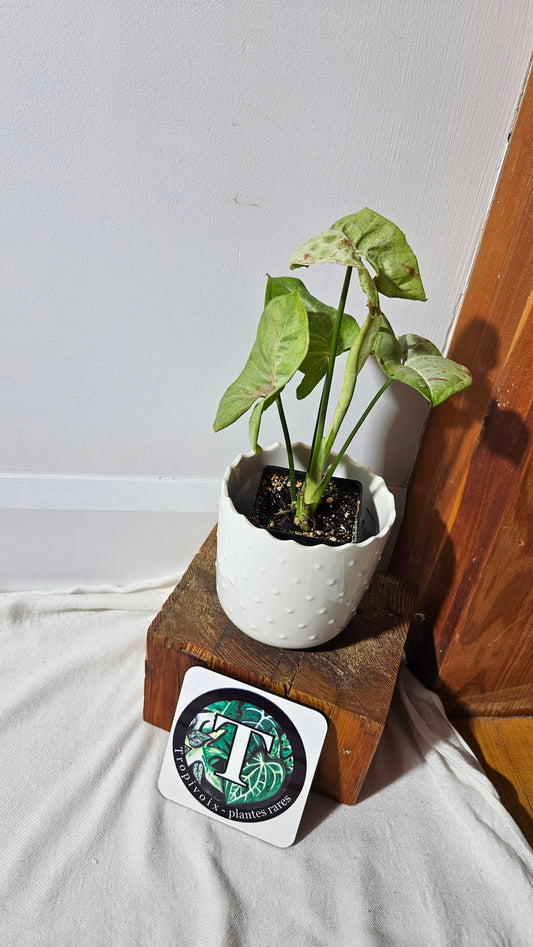 Syngonium Milk Confetti (SYN-014)