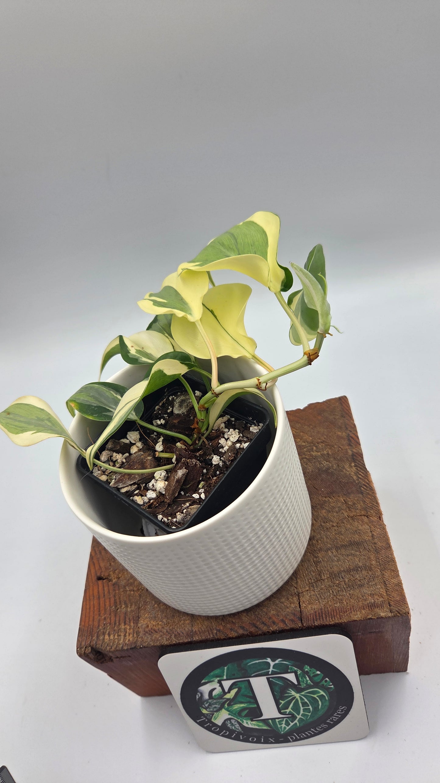 Philodendron Hederaceum Rio (PHI-805)