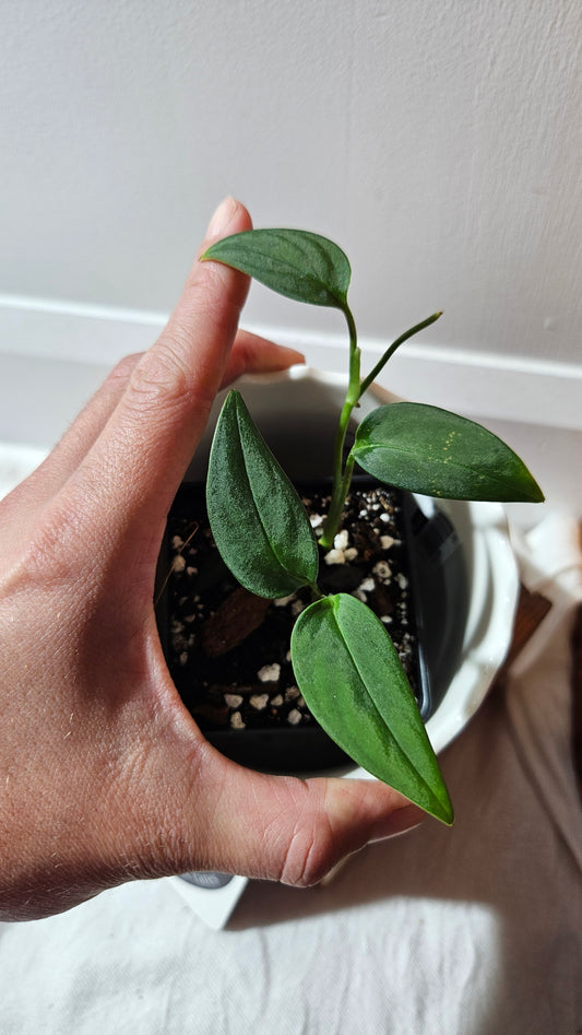 Monstera Obliqua Aff Black (MON-442)
