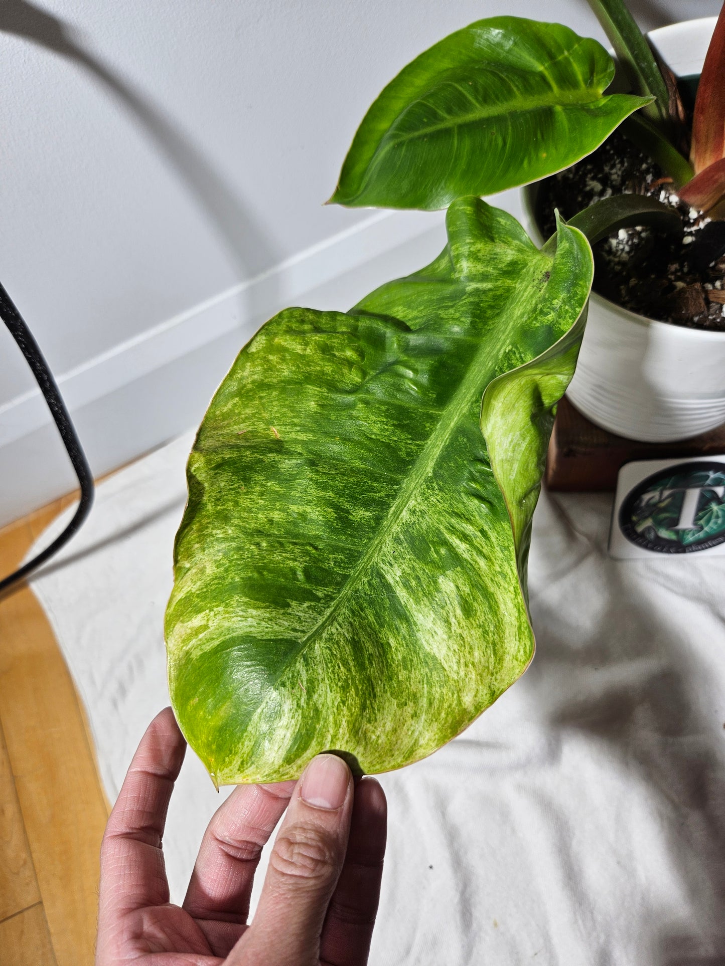 Philodendron Moonlight Variegata (PHI-510)