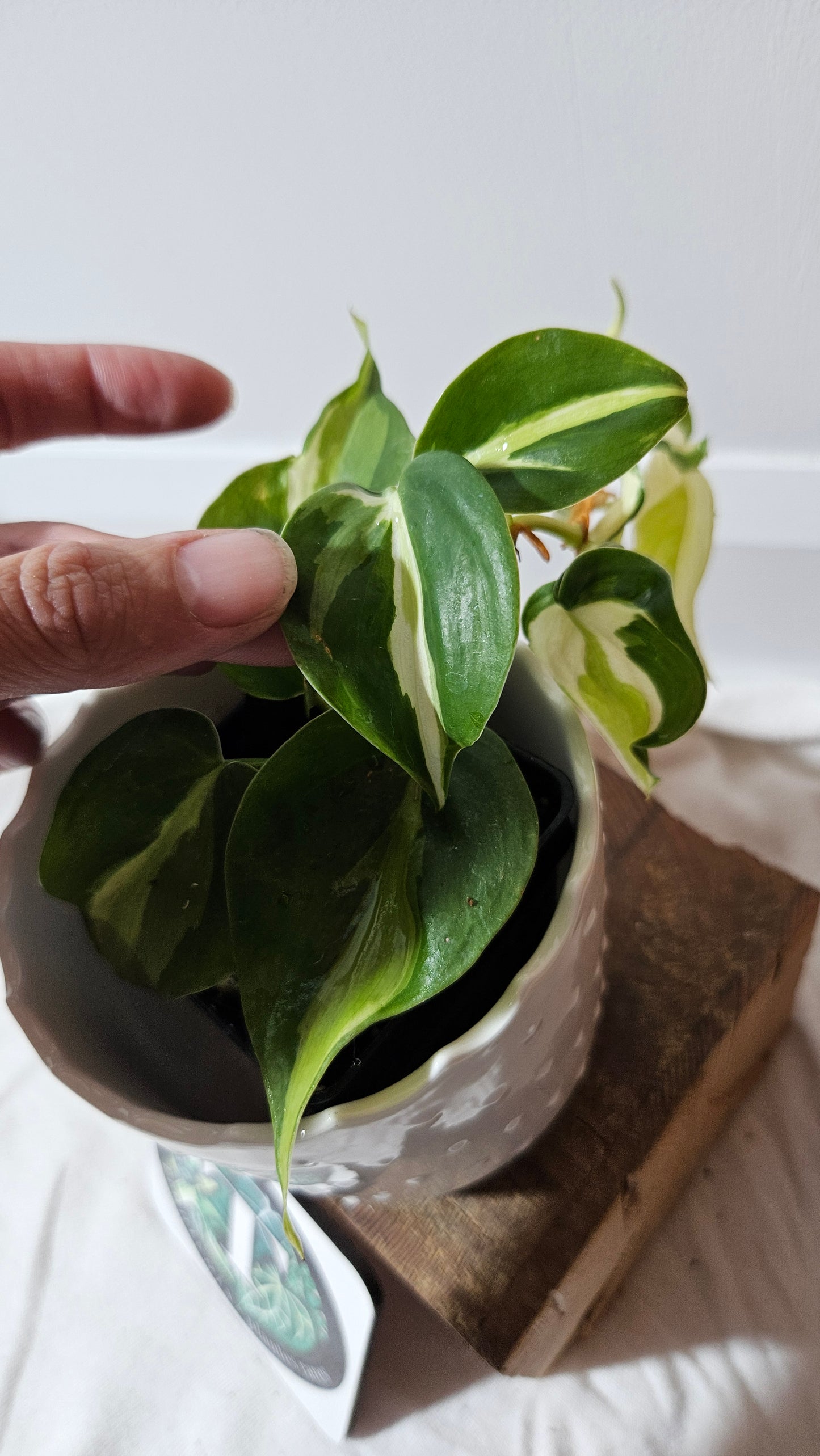 Philodendron Hederaceum Cream Splash (PHI-602)