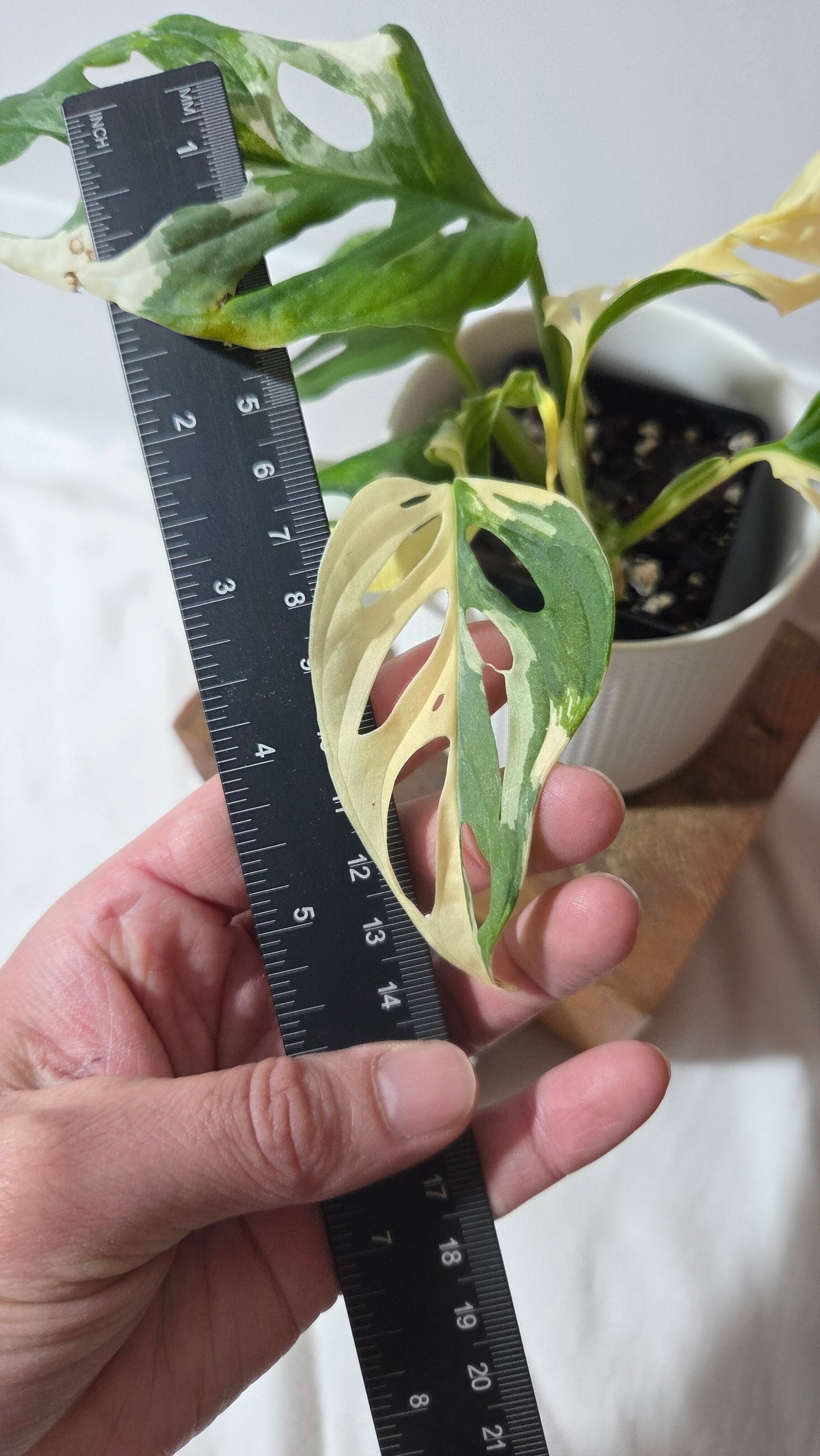 Monstera Andasonii Tricolore (MON-511)