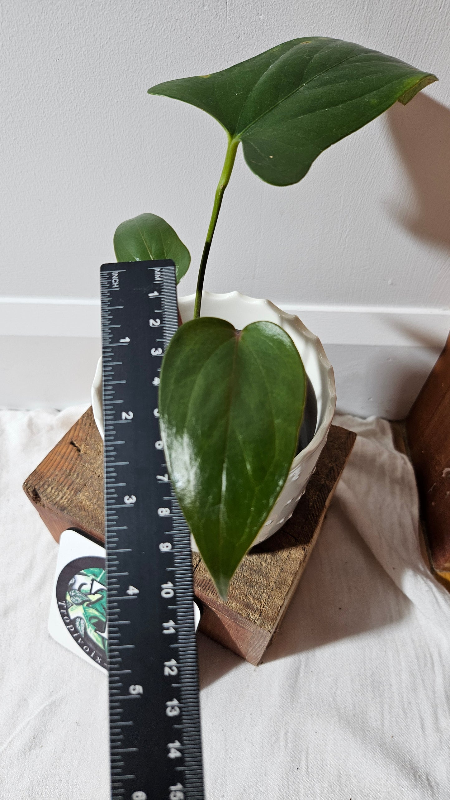 Anthurium Versicolor Aff Napo Black "format MOYEN"(ANT-490)