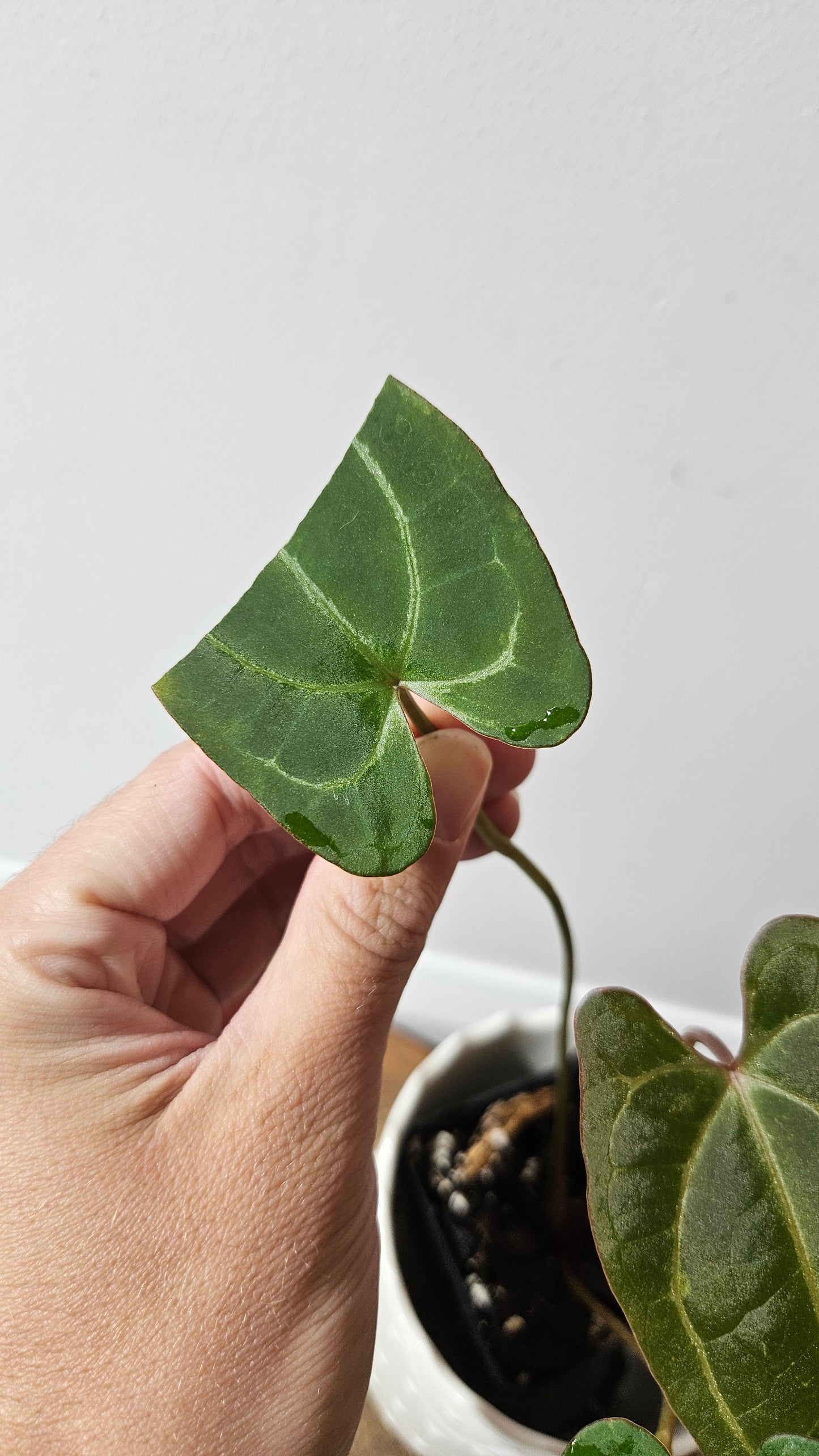 Anthurium Papillilaminum Red Stem X Papillilaminum Legend "format PETIT" (ANT-254)