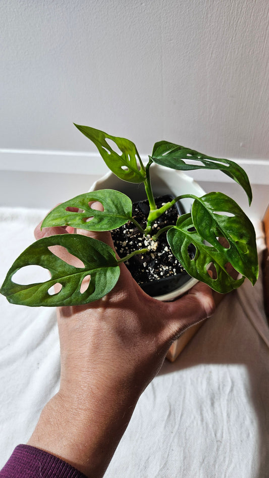 Monstera Obliqua Aff Tena (MON-265)