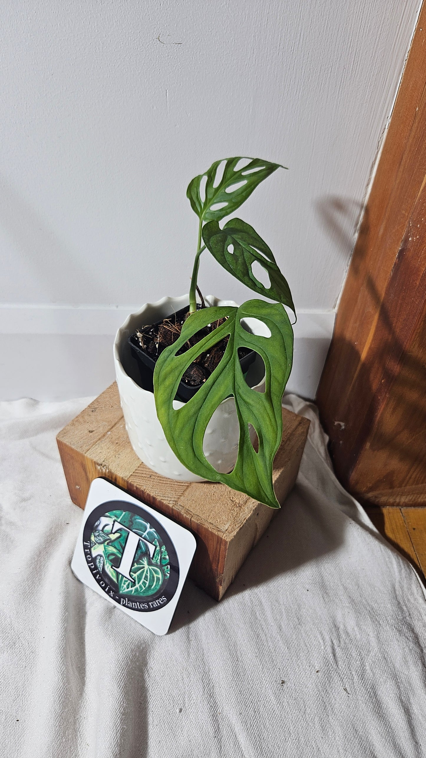 Monstera Obliqua La Bonita (MON-352)