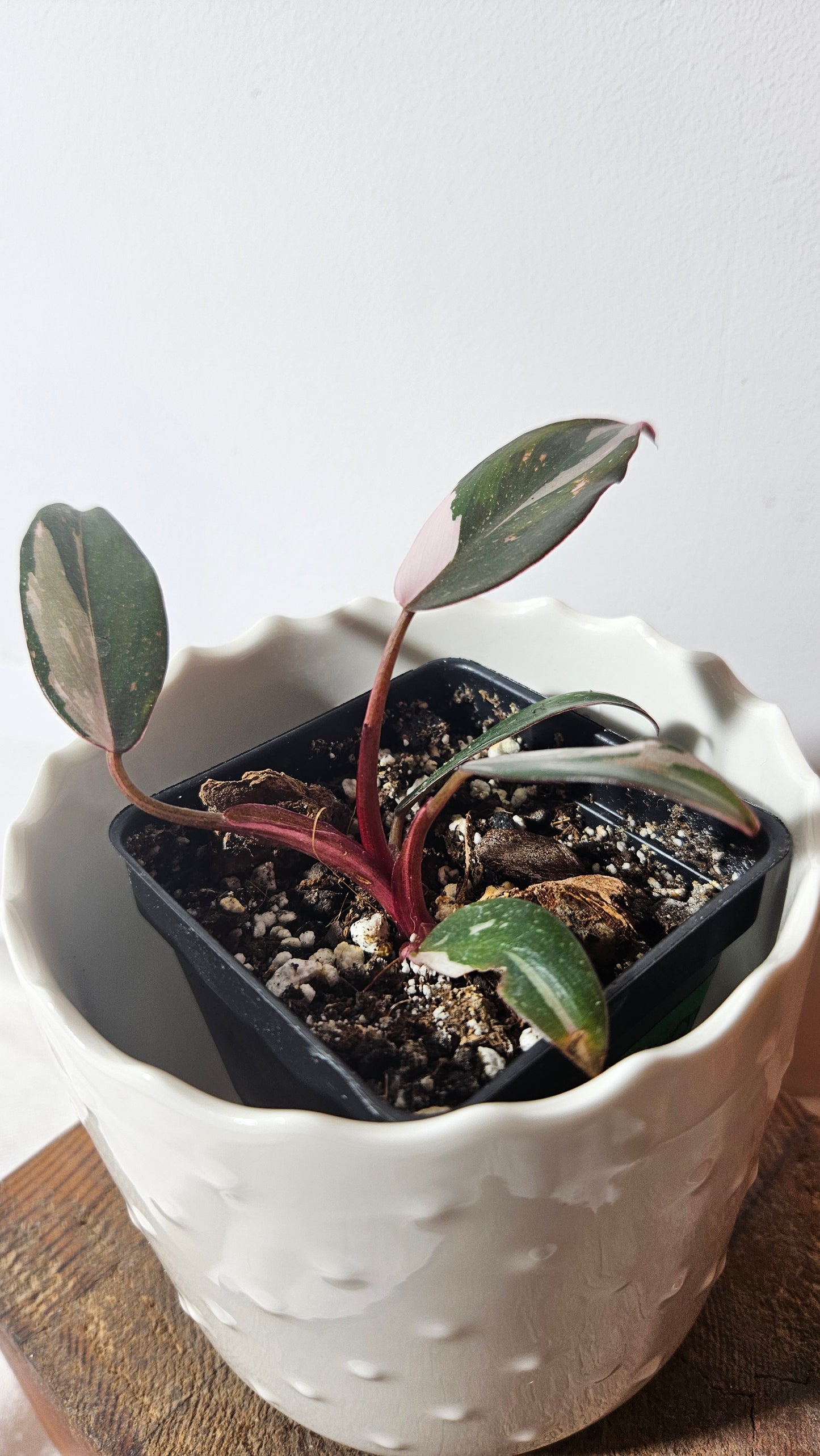 Philodendron Red Anderson (PHI-628)