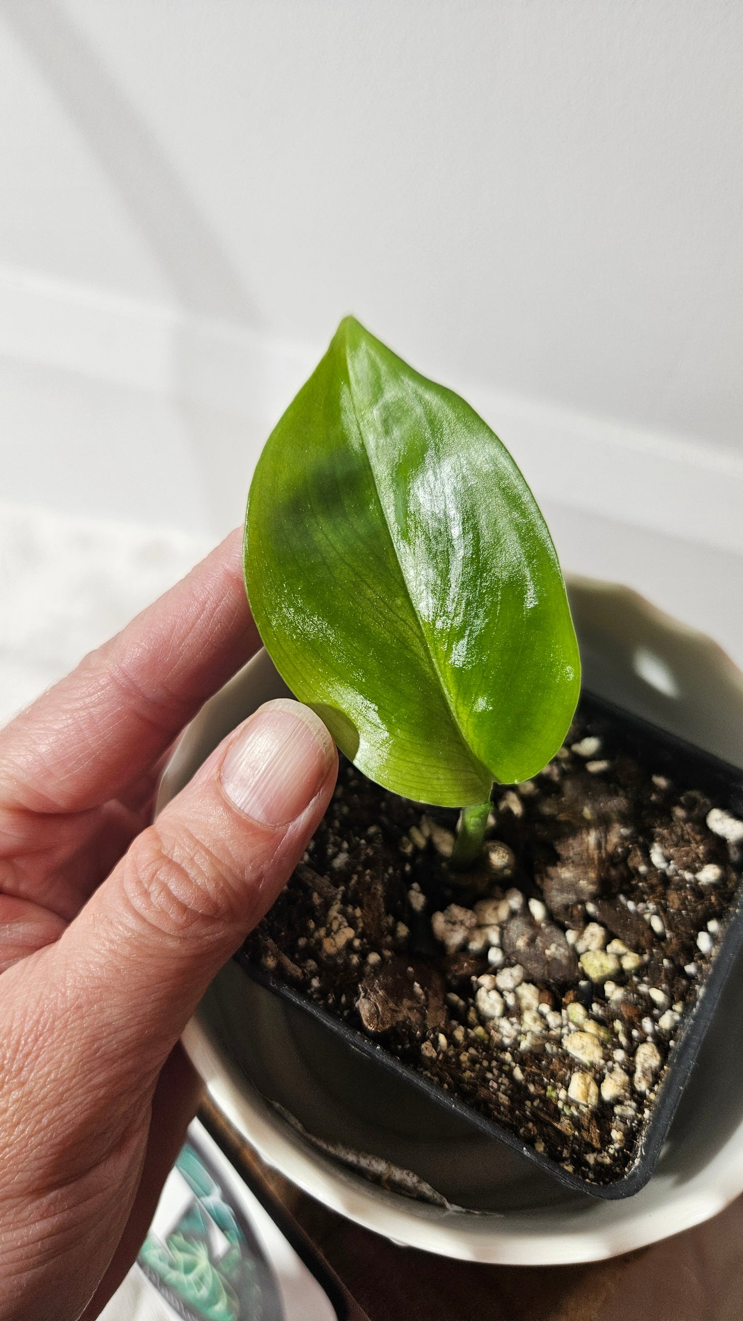 Scindapsus White Monster (SCI-968)