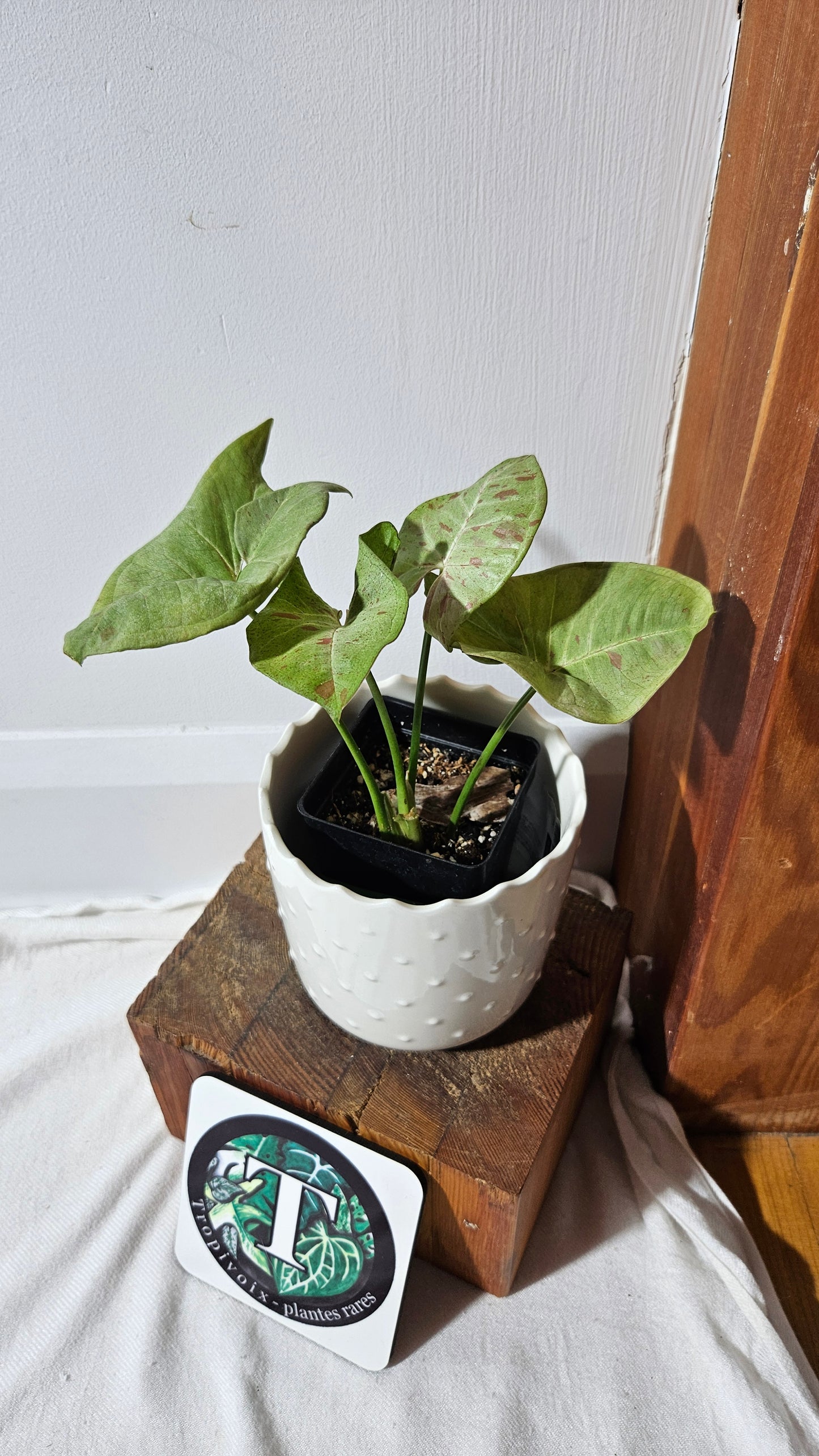 Syngonium Milk Confetti (SYN-359)