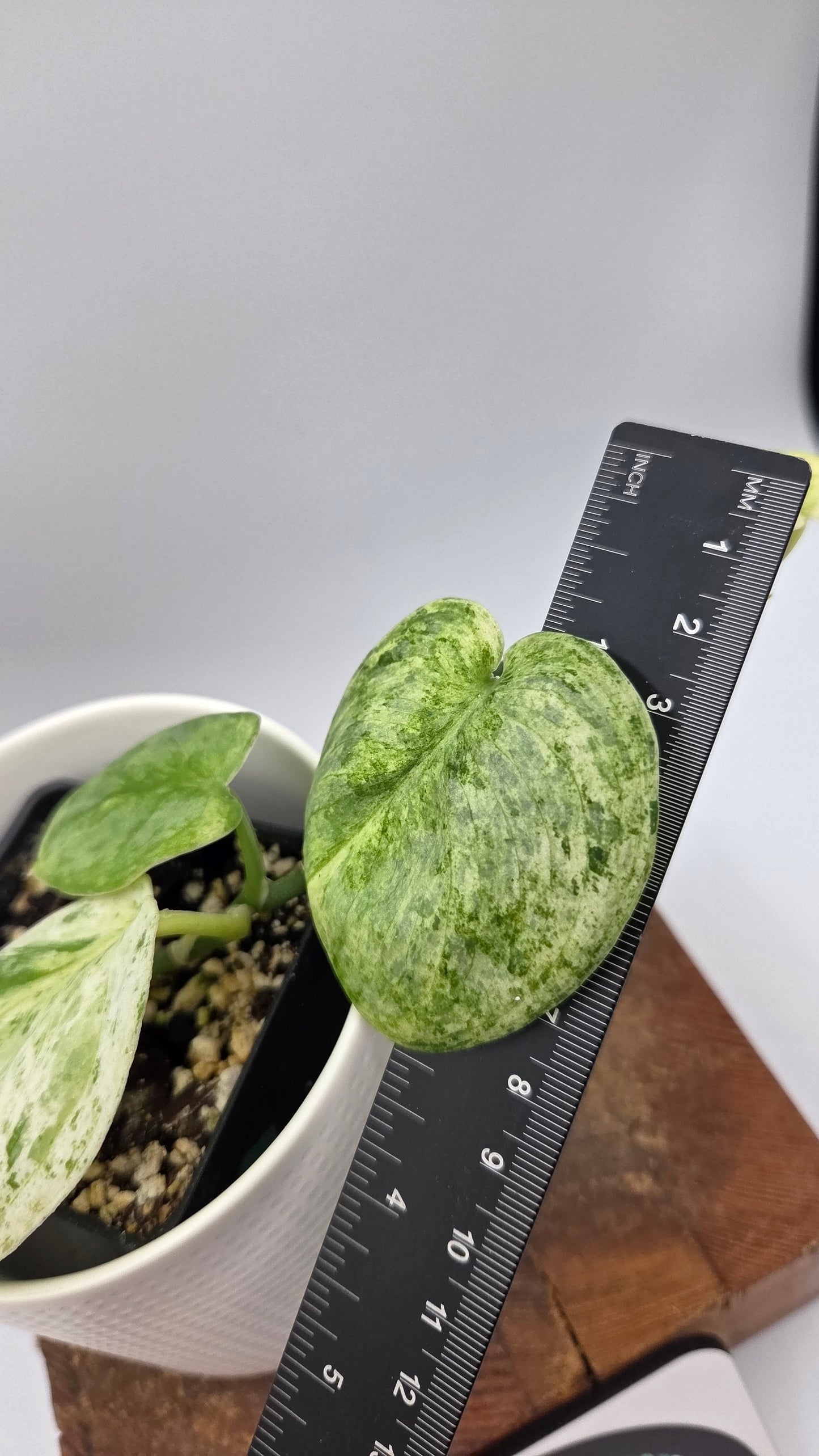 Scindapsus Black Dragon Variegata (SCI-857)