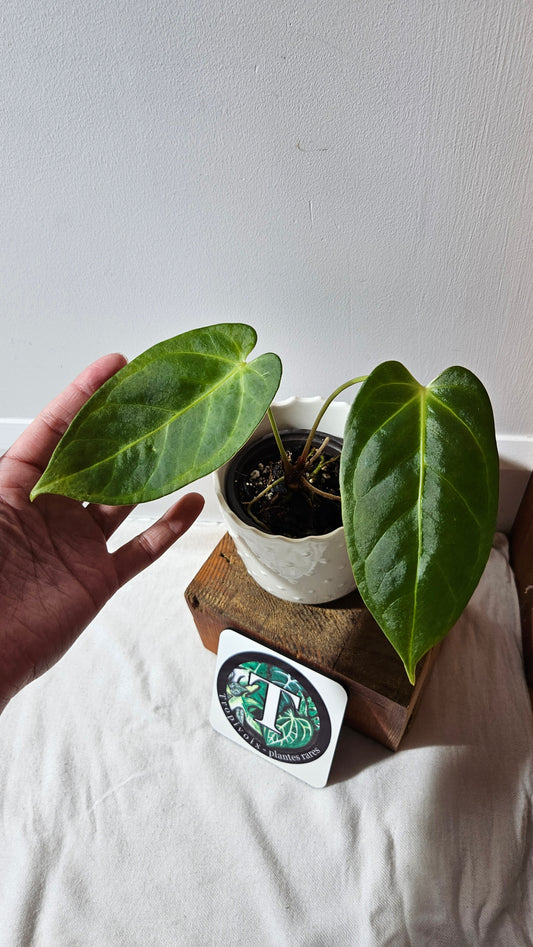 Anthurium Silver Blush X Subsignatum "format MOYEN" (ANT-386)