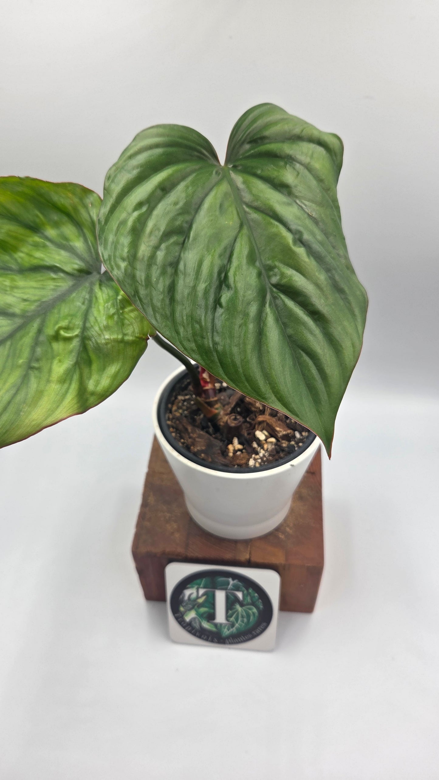 Philodendron Aff Colombia Black(PHI-638)