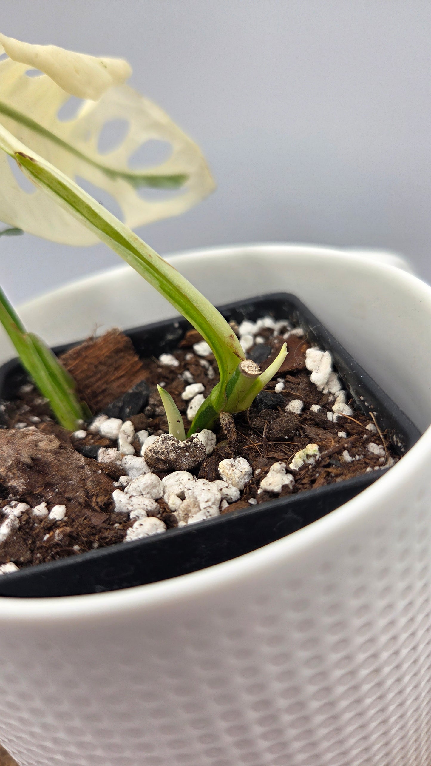 Monstera Andasonii Tricolore (MON-535)
