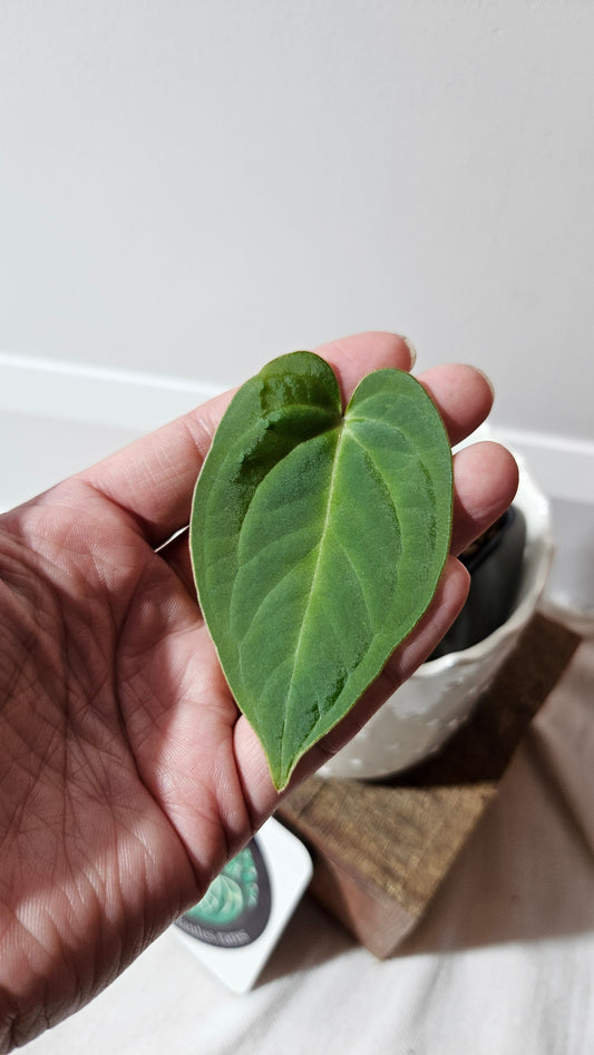 Anthurium AOS (Indo) "format PETIT" (ANT-181)