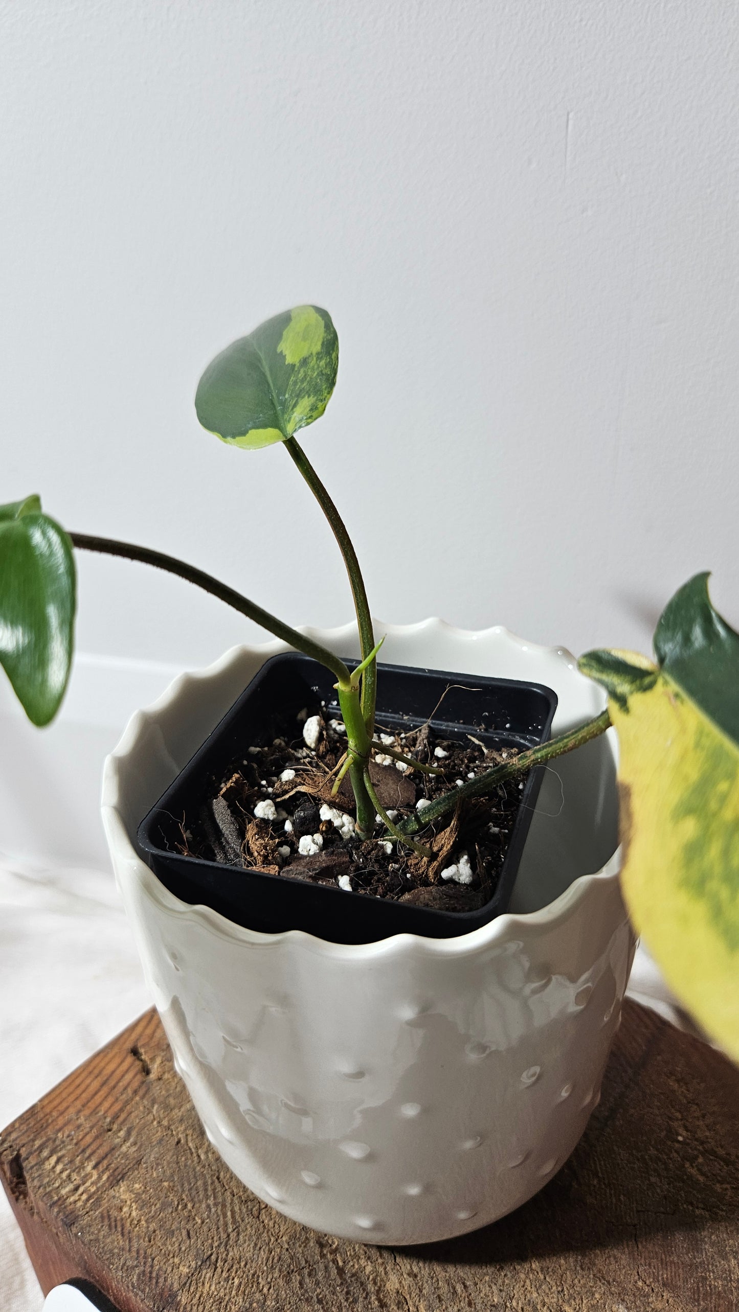 Philodendron Florida Beauty (PHI-535)