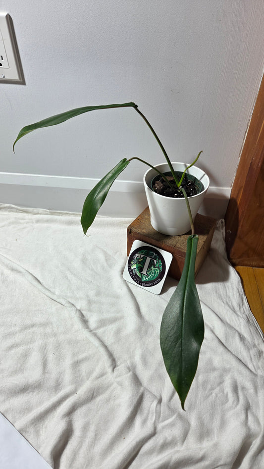 Philodendron Joepii (PHI-979)