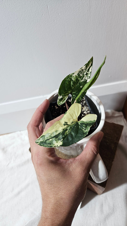 Syngonium Albo (SYN-473)